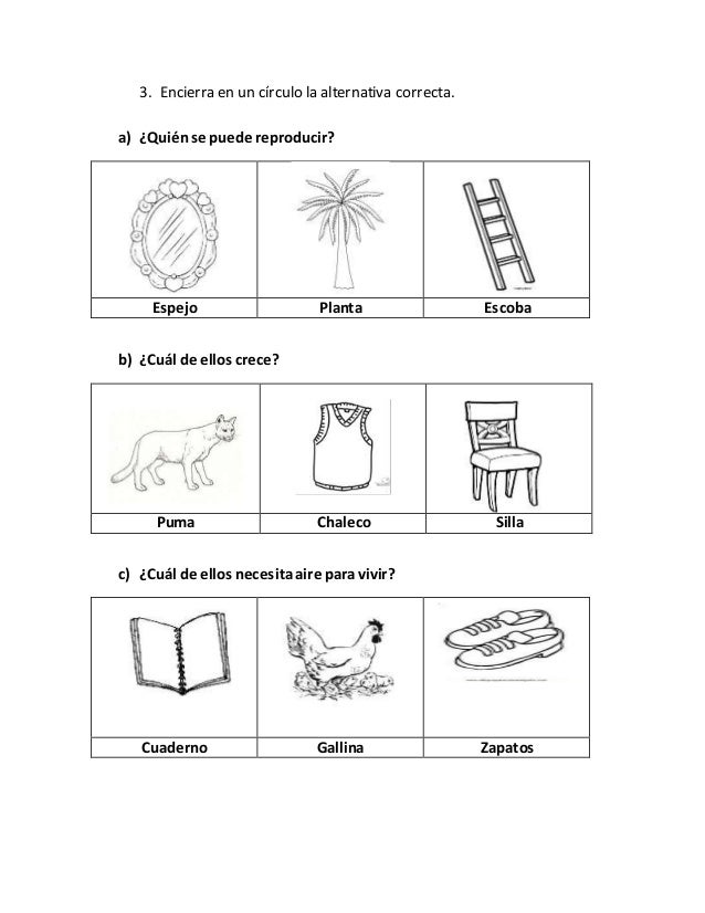 Guia de sintesis unidad 1 necesidades de los seres vivos. 1º Básico