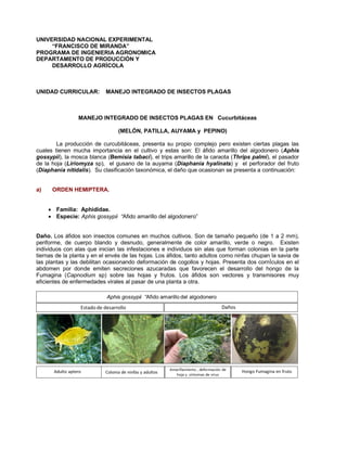 UNIVERSIDAD NACIONAL EXPERIMENTAL
“FRANCISCO DE MIRANDA”
PROGRAMA DE INGENIERIA AGRONOMICA
DEPARTAMENTO DE PRODUCCIÓN Y
DESARROLLO AGRÍCOLA
UNIDAD CURRICULAR: MANEJO INTEGRADO DE INSECTOS PLAGAS
MANEJO INTEGRADO DE INSECTOS PLAGAS EN Cucurbitáceas
(MELÓN, PATILLA, AUYAMA y PEPINO)
La producción de curcubitáceas, presenta su propio complejo pero existen ciertas plagas las
cuales tienen mucha importancia en el cultivo y estas son: El áfido amarillo del algodonero (Aphis
gossypii), la mosca blanca (Bemisia tabaci), el trips amarillo de la caraota (Thrips palmi), el pasador
de la hoja (Liriomyza sp), el gusano de la auyama (Diaphania hyalinata) y el perforador del fruto
(Diaphania nitidalis). Su clasificación taxonómica, el daño que ocasionan se presenta a continuación:
a) ORDEN HEMIPTERA.
• Familia: Aphididae.
• Especie: Aphis gossypii “Afido amarillo del algodonero”
Daño. Los áfidos son insectos comunes en muchos cultivos. Son de tamaño pequeño (de 1 a 2 mm),
periforme, de cuerpo blando y desnudo, generalmente de color amarillo, verde o negro. Existen
individuos con alas que inician las infestaciones e individuos sin alas que forman colonias en la parte
tiernas de la planta y en el envés de las hojas. Los áfidos, tanto adultos como ninfas chupan la savia de
las plantas y las debilitan ocasionando deformación de cogollos y hojas. Presenta dos cornÌculos en el
abdomen por donde emiten secreciones azucaradas que favorecen el desarrollo del hongo de la
Fumagina (Capnodium sp) sobre las hojas y frutos. Los áfidos son vectores y transmisores muy
eficientes de enfermedades virales al pasar de una planta a otra.
 