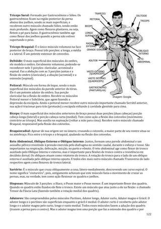 122
Tríceps Sural: Formado por Gastrocnêmios e Sóleo. Os
gastrocnêmios ficam na região posterior da perna
abaixo dos joelhos, sendo os mais superficiais, e
recobrem outro músculo chamado Sóleo, sendo então
mais profundo. Agem como flexores plantares, ou seja,
fletem o pé para baixo. O gastrocnêmio também age
como flexor dos joelhos quando a perna não estiver
suportando o peso.
Tríceps Braquial: É o único músculo volumoso na face
posterior do braço. Possui três porções: a longa, a média
e a lateral. É um potente extensor de cotovelos.
Deltóide: O mais superficial dos músculos do ombro,
ele modela o ombro. Geralmente volumoso, podendo-se
reconhecer nele 3 porções: clavicular, acrominal e
espinal. Faz a abdução com as 3 porções juntas e a
flexão do ombro (clavicular), a abução (acromial) e a
extensão (espinal).
Peitoral: Músculo em forma de leque, sendo o mais
superficial dos músculos da parede anterior do tórax.
Ele é um potente adutor do ombro. Sua porção
clavicular faz a flexão de ombro. Recobre os músculos
Peitoral menor e Subclávio, que agem fazendo a
depressão da escápula. Ainda o peitoral menor recobre outro músculo importante chamado Serrátil anterior,
sua ação é tracionar para trás (protusão) a escápula voltando à cavidade glenóide para cima.
Bíceps: O mais superficial dos músculos anteriores do braço possui duas porções (duas cabeças) porção
cabeça longa (lateral) e porção cabeça curta (medial). Tem como ação a flexão dos cotovelos (movimento
contrário ao tríceps). Mas auxilia na supinação (voltar a mão para cima). Recobre outro músculo chamado
Braquial, responsável pela flexão dos cotovelos.
Braquioradial: Apesar de sua origem ser no úmero, cruzando o cotovelo, a maior parte de seu ventre situa-se
no antebraço. Fica entre o tríceps e o braquial, ajudando na flexão dos cotovelos.
Reto Abdominal, Oblíquo Externo e Oblíquo Interno: Juntos, formam uma parede abdominal e um
assoalho pélvico resistindo à pressão exercida pelo diafragma no sentido caudal, durante o esforço e tosse. São
importantes na respiração, defecação, micção, no parto e vômito. O reto abdominal age como flexor de tronco
auxiliado pelo Oblíquo Interno e externo, mas é importante para flexões de tronco contra a resistência em
decúbito dorsal. Os oblíquos atuam como rotatores do tronco. A rotação do tronco para o lado de um oblíquo
externo é auxiliada pelo oblíquo interno oposto. E todos eles mais outro músculo chamado Transverso do lado
respectivo agem como flexores de tronco lateral.
Sartório: É o músculo que cruza obliquamente a coxa, látero-medialmente, descrevendo um curso espiral. O
nome significa "costureiro", pois, antigamente achavam que este músculo fazia o movimento de cruzar as
pernas, mas, na verdade, tem como ação flexionar os quadris e joelhos.
Iliopsoas: Músculo de 3 porções: o Ilíaco, o Psoas maior e Psoas menor. É um importante flexor dos quadris.
Quando os quadris estão fixados ele flete o tronco. Existe um músculo que atua junto a ele na flexão: o chamado
Tensor da Fáscia Lata (fazendo também a rotação medial dos quadris).
Adutores: São compreendidos pelos músculos Pectíneo, Adutor longo, Adutor curto, Adutor magno e Grácil. O
adutor longo e o pectíneo são superficiais enquanto o grácil é medial. O adutor curto é recoberto pelo adutor
longo e o adutor magno pelo curto, longo e vasto medial. Todos esses músculos fazem a adução dos quadris
(trazem a perna para o centro). Mas o adutor magno tem uma porção que faz a extensão dos quadris e por
 