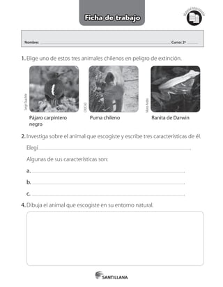 Nombre: Curso: 2º
Mat
erialfotocopi
able
Ficha de trabajo
1.	Elige uno de estos tres animales chilenos en peligro de extinción.
Pájaro carpintero
negro
Puma chileno Ranita de Darwin
SergeOuachée
CHUCAO
MonoAndes
2.	Investiga sobre el animal que escogiste y escribe tres características de él.
Elegí .
Algunas de sus características son:
a.	 .
b.	 .
c.	 .
4.	Dibuja el animal que escogiste en su entorno natural.
 