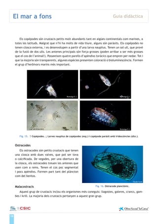 10
El mar a fons Guia didàctica
Institut de Ciències del Mar
Els copèpodes són crustacis petits molt abundants tant en aigües continentals com marines, a
totes les latituds. Malgrat que n’hi ha molts de vida lliure, alguns són paràsits. Els copèpodes no
tenen closca externa, i es desenvolupen a partir d’una larva nauplius. Tenen un sol ull, que prové
de la fusió de dos ulls. Les antenes principals són força grosses (poden arribar a ser més grosses
que el cos de l’animal!). Posseeixen quatre parells d’apèndixs toràcics que empren per nedar. Tot i
que la majoria són transparents, algunes espècies presenten coloració o bioluminescència. Formen
el grup d’herbívors marins més important.
Fig. 15. ↑ Copèpodes. ↓ Larves nauplius de copèpodes (esq.) i copèpode paràsit amb iridescències (dta.).
Ostracodes
Els ostracodes són petits crustacis que tenen
una closca amb dues valves, que pot ser tova
o calcificada. De vegades, per una obertura de
la closca, els ostracodes treuen les antenes que
usen com a rems. Tenen el cos poc segmentat
i pocs apèndixs. Formen part tant del plàncton
com del bentos.
Malacostracis
Aquest grup de crustacis inclou els organismes més coneguts: llagostes, galeres, crancs, gam-
bes i krill. La majoria dels crustacis pertanyen a aquest gran grup.
Claude Carré
Fig. 16. Ostracode planctònic.
Bioimatge S. L. Bioimatge S. L.
J.M. Gili (ICM-CSIC) Bioimatge S. L.
 