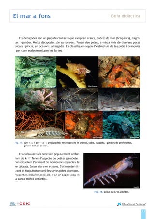 11
El mar a fons Guia didàctica
Institut de Ciències del Mar
Els decàpodes són un grup de crustacis que comprèn crancs, cabres de mar (braquiürs), llagos-
tes i gambes. Molts decàpodes són carronyers. Tenen deu potes, a més a més de diverses peces
bucals i pinces, en ocasions, allargades. Es classifiquen segons l’estructura de les potes i brànquies
i per com es desenvolupen les larves.
Fig. 17. (De ↑ a ↓ i de ← a →) Decàpodes: tres espècies de crancs, cabra, llagosta, gambes de profunditat,
galera, lluïsa i esclop.
Els eufausiacis es coneixen popularment amb el
nom de krill. Tenen l’aspecte de petites gambetes.
Constitueixen l’aliment de nombroses espècies de
vertebrats. Solen viure en eixams. S’alimenten fil-
trant el fitoplàncton amb les seves potes plomoses.
Presenten bioluminescència. Fan un paper clau en
la xarxa tròfica antàrtica.
Àlex Lorente Àlex Lorente ICM-CSIC IFM-GEOMAR
Bioimatge S. L. ICM-CSIC IFM-GEOMAR ICM-CSIC IFM-GEOMAR
Bioimatge S. L. Àlex Lorente Àlex Lorente
Uwe Kils
Fig. 18. Detall de krill antàrtic.
 