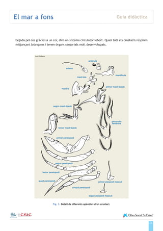 3
El mar a fons Guia didàctica
Institut de Ciències del Mar
bejada pel cos gràcies a un cor, dins un sistema circulatori obert. Quasi tots els crustacis respiren
mitjançant brànquies i tenen òrgans sensorials molt desenvolupats.
Fig. 3. Detall de diferents apèndixs d’un crustaci.
Jordi Corbera
 