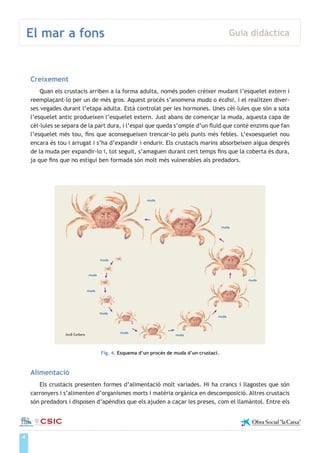 4
El mar a fons Guia didàctica
Institut de Ciències del Mar
Creixement
Quan els crustacis arriben a la forma adulta, només poden créixer mudant l’esquelet extern i
reemplaçant-lo per un de més gros. Aquest procés s’anomena muda o ècdisi, i el realitzen diver-
ses vegades durant l’etapa adulta. Està controlat per les hormones. Unes cèl·lules que són a sota
l’esquelet antic produeixen l’esquelet extern. Just abans de començar la muda, aquesta capa de
cèl·lules se separa de la part dura, i l’espai que queda s’omple d’un fluid que conté enzims que fan
l’esquelet més tou, fins que aconsegueixen trencar-lo pels punts més febles. L’exoesquelet nou
encara és tou i arrugat i s’ha d’expandir i endurir. Els crustacis marins absorbeixen aigua després
de la muda per expandir-lo i, tot seguit, s’amaguen durant cert temps fins que la coberta és dura,
ja que fins que no estigui ben formada són molt més vulnerables als predadors.
Fig. 4. Esquema d’un procés de muda d’un crustaci.
Alimentació
Els crustacis presenten formes d’alimentació molt variades. Hi ha crancs i llagostes que són
carronyers i s’alimenten d’organismes morts i matèria orgànica en descomposició. Altres crustacis
són predadors i disposen d’apèndixs que els ajuden a caçar les preses, com el llamàntol. Entre els
Jordi Corbera
 