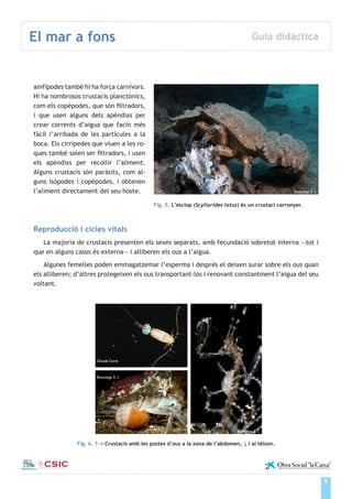5
El mar a fons Guia didàctica
Institut de Ciències del Mar
amfípodes també hi ha força carnívors.
Hi ha nombrosos crustacis planctònics,
com els copèpodes, que són filtradors,
i que usen alguns dels apèndixs per
crear corrents d’aigua que facin més
fàcil l’arribada de les partícules a la
boca. Els cirrípedes que viuen a les ro-
ques també solen ser filtradors, i usen
els apèndixs per recollir l’aliment.
Alguns crustacis són paràsits, com al-
guns isòpodes i copèpodes, i obtenen
l’aliment directament del seu hoste.
Reproducció i cicles vitals
La majoria de crustacis presenten els sexes separats, amb fecundació sobretot interna —tot i
que en alguns casos és externa— i alliberen els ous a l’aigua.
Algunes femelles poden emmagatzemar l’esperma i després el deixen surar sobre els ous quan
els alliberen; d’altres protegeixen els ous transportant-los i renovant constantment l’aigua del seu
voltant.
Fig. 6. ↑→ Crustacis amb les postes d’ous a la zona de l’abdomen, ↓ i al tèlson.
Claude Carré
Bioimatge S. L.
Bioimatge S. L.
Bioimatge S. L.
Fig. 5. L’esclop (Scyllarides latus) és un crustaci carronyer.
 