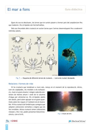 6
El mar a fons Guia didàctica
Institut de Ciències del Mar
Quan els ous es desclouen, les larves que en surten passen a formar part del zooplàncton fins
que maduren. Els cirrípedes són hermafrodites.
Dels ous fecundats dels crustacis en surten larves que s’aniran desenvolupant fins a esdevenir
individus adults.
Fig. 7. ← Esquema de diferents larves de crustacis. → Larva de crustaci decàpode.
Relacions i formes de vida
Hi ha crustacis que tendeixen a viure sols, menys en el moment de la reproducció. Altres,
com els copèpodes, els misidais o els eufausia-
cis, viuen en grans eixams i viatgen cada dia cen-
tenars de metres amunt i avall de la columna
d’aigua per alimentar-se. Els cirrípedes adults
són sèssils, però solen agrupar-se en grans quan-
titats sobre les roques si l’ambient els és favora-
ble. Hi ha crustacis de fondària poc coneguts que
adopten coloracions vermelles o negres que els
fan invisibles. Altres crustacis tenen coloracions
vistoses i, fins i tot, poden presentar biolumines-
cència, com el krill.
ICM-CSIC IFM-GEOMAR
Claude CarréJordi Corbera
Fig. 8. Eixam de krill.
 