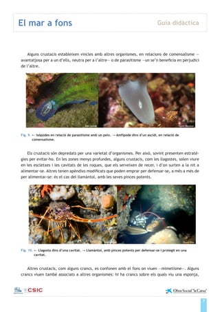 7
El mar a fons Guia didàctica
Institut de Ciències del Mar
Alguns crustacis estableixen vincles amb altres organismes, en relacions de comensalisme —
avantatjosa per a un d’ells, neutra per a l’altre— o de parasitisme —un se’n beneficia en perjudici
de l’altre.
Fig. 9. ← Isòpodes en relació de parasitisme amb un peix. → Amfípode dins d’un ascidi, en relació de
comensalisme.
Els crustacis són depredats per una varietat d’organismes. Per això, sovint presenten estratè-
gies per evitar-ho. En les zones menys profundes, alguns crustacis, com les llagostes, solen viure
en les escletxes i les cavitats de les roques, que els serveixen de recer, i d’on surten a la nit a
alimentar-se. Altres tenen apèndixs modificats que poden emprar per defensar-se, a més a més de
per alimentar-se: és el cas del llamàntol, amb les seves pinces potents.
Fig. 10. ← Llagosta dins d’una cavitat. → Llamàntol, amb pinces potents per defensar-se i protegit en una
cavitat.
Altres crustacis, com alguns crancs, es confonen amb el fons on viuen —mimetisme—. Alguns
crancs viuen també associats a altres organismes: hi ha crancs sobre els quals viu una esponja,
Jordi Corona David Díaz
Gavin NewmanÀlex Lorente
 