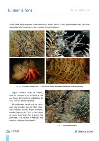 8
El mar a fons Guia didàctica
Institut de Ciències del Mar
altres sobre els quals poden viure anemones o ascidis, i hi ha crancs que viuen entre els tentacles
urticants d’altres anemones. Són relacions de comensalisme.
Fig. 11. ↑ Crustacis mimetitzats. ↓ Crustacis en relació de comensalisme amb altres organismes
Alguns crustacis viuen en eixams,
com els misidacis i els eufausiacis, fet
que fa que disminueixi la probabilitat de
cada individu de ser depredat.
Els copèpodes són el grup de meta-
zous més abundant del mar i fan migra-
cions verticals diàries. Alguns crustacis,
com les llagostes del Carib, poden migrar
de zones superficials fins a zones més
profundes a la recerca d’hàbitats més
estables en època de temporals.
Jordi Corona
Àlex Lorente
Àlex Lorente Àlex Lorente
Bioimatge S. L.
Fig. 12. Eixam de misidacis.
 