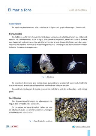 9
El mar a fons Guia didàctica
Institut de Ciències del Mar
Classificació
Tot seguit us presentem una breu classificació d’alguns dels grups més coneguts de crustacis.
Branquiòpodes
Els cladòcers conformen el grup més nombrós de branquiòpodes, tot i que tenen una mida molt
reduïda. Es coneixen com a puces d’aigua. Són gariebé transparents, tenen una coberta externa
que els permet cert moviment, i un sol ull provinent de la fusió de dos ulls. Posseeixen dues ante-
nes amb una mena de plomall que els serveix per moure’s. Formen part del zooplàncton marí i són
l’aliment de nombrosos organismes.
Fig. 13. Cladòcers.
Els notostracis tenen una gran closca dorsal que protegeix un cos molt segmentat, i sobre la
qual hi ha els ulls. El final del cos tenen dos filaments que semblen antenes.
Els anostracis no disposen de closca, tenen el cos molt llarg, amb ulls pedunculats i amb moltes
potes.
Maxil·lòpodes
Dins d’aquest grup hi trobem els subgrups més co-
neguts dels cirrípedes i els copèpodes.
Els cirrípedes són peus de cabrit i glans de mar,
els adults dels quals són sèssils i presenten uns òrgans
quimioreceptors a la cutícula.
Fig. 14. Peus de cabrit o percebes. Àlex Lorente
Bioimatge S. L. Bioimatge S. L.Claude Carré
 