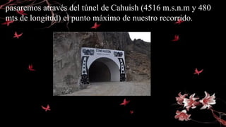 pasaremos através del túnel de Cahuish (4516 m.s.n.m y 480
mts de longitud) el punto máximo de nuestro recorrido.
 