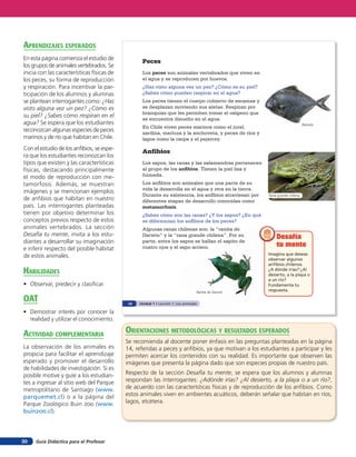 aprendiZaJes esperados
En esta página comienza el estudio de
                                                   Peces
los grupos de animales vertebrados. Se
inicia con las características físicas de          Los peces son animales vertebrados que viven en
los peces, su forma de reproducción                el agua y se reproducen por huevos.
y respiración. Para incentivar la par-             ¿Has visto alguna vez un pez? ¿Cómo es su piel?
ticipación de los alumnos y alumnas                ¿Sabes cómo pueden respirar en el agua?
se plantean interrogantes como: ¿Has               Los peces tienen el cuerpo cubierto de escamas y
visto alguna vez un pez? ¿Cómo es                  se desplazan moviendo sus aletas. Respiran por
                                                   branquias que les permiten tomar el oxígeno que
su piel? ¿Sabes cómo respiran en el
                                                   se encuentra disuelto en el agua.
agua? Se espera que los estudiantes
                                                   En Chile viven peces marinos como el jurel,
reconozcan algunas especies de peces               sardina, merluza y la anchoveta, y peces de ríos y
marinos y de río que habitan en Chile.             lagos como la carpa y el pejerrey.
Con el estudio de los anfibios, se espe-
                                                   Anfibios
ra que los estudiantes reconozcan los
tipos que existen y las características            Los sapos, las ranas y las salamandras pertenecen
físicas, destacando principalmente                 al grupo de los anﬁbios. Tienen la piel lisa y
el modo de reproducción con me-                    húmeda.
tamorfosis. Además, se muestran                    Los anfibios son animales que una parte de su
                                                   vida la desarrolla en el agua y otra en la tierra.
imágenes y se mencionan ejemplos
                                                   Durante su existencia, los anfibios atraviesan por   Rana grande chilena
de anfibios que habitan en nuestro                 diferentes etapas de desarrollo conocidas como
país. Las interrogantes planteadas                 metamorfosis.
tienen por objetivo determinar los                 ¿Sabes cómo son las ranas? ¿Y los sapos? ¿En qué
conceptos previos respecto de estos                se diferencian los anfibios de los peces?
animales vertebrados. La sección                   Algunas ranas chilenas son: la “ranita de
Desafía tu mente, invita a los estu-               Darwin” y la “rana grande chilena”. Por su               Desafía
diantes a desarrollar su imaginación               parte, entre los sapos se hallan el sapito de
                                                   cuatro ojos y el sapo arriero.                           tu mente
e inferir respecto del posible hábitat
de estos animales.                                                                                      Imagina que deseas
                                                                                                        observar algunos
                                                                                                        anfibios chilenos.
HaBilidades                                                                                             ¿A dónde irías? ¿Al
                                                                                                        desierto, a la playa o
                                                                                                        a un río?
• Observar, predecir y clasiﬁcar.                                                                       Fundamenta tu
                                                                                   Ranita de Darwin
                                                                                                        respuesta.

oaT                                          14   Unidad 1 • Lección 1: Los animales

• Demostrar interés por conocer la
  realidad y utilizar el conocimiento.

acTiVidad coMpleMenTaria                    orienTaciones MeTodolóGicas Y resulTados esperados
                                            Se recomienda al docente poner énfasis en las preguntas planteadas en la página
La observación de los animales es           14, referidas a peces y anfibios, ya que motivan a los estudiantes a participar y les
propicia para facilitar el aprendizaje      permiten acercar los contenidos con su realidad. Es importante que observen las
esperado y promover el desarrollo           imágenes que presenta la página dado que son especies propias de nuestro país.
de habilidades de investigación. Si es
posible motive y guíe a los estudian-       Respecto de la sección Desafía tu mente, se espera que los alumnos y alumnas
tes a ingresar al sitio web del Parque      respondan las interrogantes: ¿Adónde irías? ¿Al desierto, a la playa o a un río?,
metropolitano de Santiago (www.             de acuerdo con las características físicas y de reproducción de los anfibios. Como
parquemet.cl) o a la página del             estos animales viven en ambientes acuáticos, deberán señalar que habitan en ríos,
Parque Zoológico Buin zoo (www.             lagos, etcétera.
buinzoo.cl).




30   Guía Didáctica para el Profesor
 