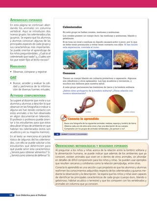aprendiZaJes esperados
En esta página se continúan abor-
dando los animales sin columna                   Celenterados
vertebral. Aquí se introducen dos                En este grupo se hallan corales, medusas y anémonas.
nuevos grupos: los celenterados y los            Los corales poseen un cuerpo duro; las medusas y anémonas, blando y
gusanos. Se espera que los alumnos               gelatinoso.
y alumnas conozcan algunas de las                Si se toca un coral o medusa su líquido causará ardor y picor, por lo que
principales especies de cada grupo y             se debe tener precaución y evitar tener contacto con ellos. Si has tenido
sus características más importantes.             esta experiencia, cuéntala al curso.
Se puede orientar el aprendizaje de
los niños preguntándoles: ¿Cuál es el
celenterado que nada? y ¿Cuáles son
los que están ﬁjos al lecho rocoso?

HaBilidades                                       Coral                              Medusas                 Anémona


• Observar, comparar y registrar.
                                                 Gusanos
oaT                                              Tienen un cuerpo blando sin cubierta protectora o caparazón. Algunos
                                                 son cilíndricos y otros aplanados. Los hay acuáticos y terrestres, y
• Buscar, acceder y evaluar la cali-             muchos son dañinos para nuestra salud.
  dad y pertinencia de la informa-               A este grupo pertenecen las lombrices de tierra y la lombriz solitaria.
  ción de diversas fuentes virtuales.            ¿Sabes cómo protegerte de la lombriz solitaria? ¿Tiene relación con
                                                 nuestra alimentación?
acTiVidad coMpleMenTaria
Se sugiere al docente que invite a sus
alumnos y alumnas a describir lo que
observan en las fotografías e indicar si
alguna vez han tenido contacto con
                                                                                Lombriz                                  Lombriz solitaria
estos animales o los han observado
en algún documental en televisión.
El profesor o profesora puede orien-                      Conecta lo aprendido
tar a los estudiantes para que estos               Busca una fotografía de los siguientes animales: medusa, esponja y lombriz de tierra.
descubran el tipo de ambiente en que               Observa cada uno de estos seres vivos y haz una descripción de sus cuerpos.
habitan los celenterados (estos son                Compáralos con los grupos de animales vertebrados. ¿Se parecen o no?
acuáticos y en su mayoría marinos).
                                           18   Unidad 1 • Lección 1: Los animales
En el texto se menciona el carácter
tóxico de (algunos de) los celentera-
dos, con ello se puede solicitar a los
estudiantes que determinen para            orienTaciones MeTodolóGicas Y resulTados esperados
qué puede servir esta característica:      Al preguntar a los niños y niñas acerca de la relación entre la lombriz solitaria y
¿Servirá para obtener alimentos? Sí.       la alimentación humana, se puede indicar que además de los ambientes que ya
¿Servirá como sistema de defensa? Sí.
                                           conocen, existen animales que viven en o dentro de otros animales, sin ahondar
                                           en detalles de difícil comprensión para los niños y niñas. Se pueden usar ejemplos
                                           que resulten cercanos y cotidianos como la relación perro/pulga, entre otras.
                                           Conecta lo aprendido es una sección cuyo propósito es que los alumnos y alumnas
                                           reafirmen los conocimientos adquiridos respecto de los celenterados y gusanos me-
                                           diante la observación y la descripción. Se espera que los niños y niñas sean capaces
                                           de identificar las principales características de cada grupo (cuerpo duro, blando o
                                           gelatinoso; hábitat acuático o terrestre) y que los comparen con los vertebrados y
                                           animales sin columna que ya conocen.



34   Guía Didáctica para el Profesor
 