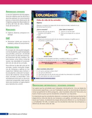 aprendiZaJes esperados
La sección Exploremos de esta página,
tiene por objetivo que los alumnos y            EXPLOREMOS
alumnas expresen sus conocimientos
previos a través de la observación de            Ciclos de vida de los animales
imágenes y preguntas relacionadas con            Objetivo
el tema del Ciclo de vida y hábitat,
titulo de la lección 2.                          Observar y comparar las etapas del ciclo de vida de animales mediante el uso
                                                 de láminas que las ilustran.

HaBilidades                                      ¿Qué se necesita?                                     ¿Qué sabes al respecto?
                                                 • Láminas del ciclo de vida de la                     1. ¿Qué es un ciclo de vida?
• Explorar, observar, comparar e in-               mariposa y de la gallina.                           2. ¿Qué son las etapas de un ciclo de
  vestigar.                                      • Lápiz.                                                 vida?
                                                 ¿Cómo hacerlo?
oaT                                              1. Observa las ilustraciones del ciclo de vida de la mariposa y la gallina que se
                                                    encuentran a continuación.
• Demostrar interés por conocer la                                      Oruga                                            Polluelo
  realidad y utilizar el conocimiento.

acTiVidad preVia                                                                           Pupa o
                                                      Huevo
                                                                                           crisálida
El concepto de ciclo puede trabajarlo                                                                      Huevo
con los estudiantes a partir de ejemplos                                                                                                     Adulto
muy sencillos, como son : el ciclo del
día y la noche, los días de la semana,                            Mariposa adulta
las estaciones del año, etcétera. De
                                                 2. Describe el ciclo de ambos animales y completa la tabla en tu cuaderno.
esta manera, a los niños y niñas les
                                                 3. Compara tus resultados con los de tus compañeros y compañeras.
resulta más abordable el contenido
                                                              Descripción del ciclo de vida                  Descripción del ciclo de vida
del ciclo de vida de los animales.                                   de la mariposa                                  de la gallina
Para reforzar la idea del ciclo de los
animales, puede mostrarles imáge-
nes de mariposas y gallinas en sus               ¿Qué resultados obtuviste?
respectivos hábitats para motivar a              1.   ¿En qué se asemejan ambos ciclos?
los estudiantes a descubrir la impor-            2.   ¿En qué son diferentes?
tancia del ambiente natural donde                3.   ¿Qué parte del ciclo de vida de estos animales has observado en la realidad?
estos animales se desarrollan. Esta              4.   ¿En qué hábitat vive cada uno de ellos?
actividad permitirá que sus alumnos        26   Unidad 1 • Lección 2: Ciclo de vida y hábitat

y alumnas comprendan mejor que los
seres vivos necesitan un lugar propicio
para reproducirse y existir.
                                           orienTaciones MeTodolóGicas Y resulTados esperados
                                           Se sugiere que las actividades sean trabajadas individualmente. Una vez dadas las
                                           instrucciones especificas y una vez finalizada la sección se recomienda al docente
                                           revisar grupalmente la última pregunta: ¿Qué resultados obtuviste? Esta será una
                                           buena instancia para que los estudiantes compartan sus respuestas.
                                           Es importante que los estudiantes observen y comparen las láminas que ilustran las
                                           etapas de los ciclos de vida de una mariposa y una gallina, animales que se repro-
                                           ducen por huevos, no obstante las etapas del proceso difieren en su manifestación
                                           y complejidad. Por ello, se espera que los estudiantes describan las semejanzas y
                                           diferencias de estos ciclos de vida.




42   Guía Didáctica para el Profesor
 