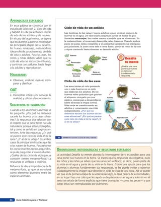 aprendiZaJes esperados
En esta página se continúa con el
estudio de la lección 2, Ciclo de vida          Ciclo de vida de un anfibio
y hábitat. En ella presentamos el ciclo         Las hembras de las ranas y sapos adultos ponen un gran número de
de vida de los anfibios y de las aves.          huevos en el agua. De ellos salen pequeñas larvas en forma de pez
En el caso de los primeros, se espera           llamadas renacuajos, las cuales crecen a medida que se alimentan. En
que los alumnos y alumnas reconozcan            la metamorfosis, el renacuajo desarrolla patas traseras. Cuando ambos
                                                pares de patas están completas y el animal ha cambiado sus branquias
las principales etapas de su desarro-
                                                por pulmones, la joven rana sale a tierra firme, pierde el resto de la cola
llo: huevo, renacuajo, metamorfosis             y sigue creciendo hasta alcanzar su tamaño adulto.
(desarrollo de patas traseras), pérdida
de cola y adultez. Para las aves, los                   Huevos
                                                                                                    Rana
niños y niñas deben saber que su                                                                   adulta                Desafía
ciclo de vida se inicia con el huevo,                    Renacuajos                                                      tu mente
y continúa con polluelo, hasta llegar
                                                                                                                     ¿Podría una rana
a la adultez y reproducción.                                                                                         poner sus huevos
                                                                                                                     en la tierra?
                                                                                       Rana en
HaBilidades                                                Formación
                                                            de patas
                                                                                     crecimiento
                                                                                                                     Fundamenta tu
                                                                                                                     respuesta.

• Observar, analizar, evaluar, com-             Ciclo de vida de las aves
  parar y clasiﬁcar.                                                                                               Huevos
                                                Las aves inician el ciclo poniendo
oaT                                             uno o más huevos en un nido
                                                que elaboran los adultos. De los
• Demostrar interés por conocer la              huevos salen polluelos que gracias
                                                al alimento otorgado por sus                            Adulto
  realidad y utilizar el conocimiento.                                                                                          Polluelos
                                                padres, comienzan a desarrollarse
                                                hasta alcanzar la etapa juvenil.
suGerencia de eValuación                        Más tarde se transformarán en
                                                adultos y comenzarán una vida
Cuando a los alumnos y alumnas se               independiente. ¿Por qué no
les pregunta: ¿Por qué no debemos               debemos extraer los huevos de las
sacarle los huevos a las aves silves-           aves silvestres? ¿En qué se parece
                                                                                                                 Reproducción
tres?, la respuesta dice relación con           este ciclo de vida al de la rana? ¿Y
                                                al de la abeja?
el respeto que se debe tener hacia la
naturaleza: porque están protegidas,
tal y como se señaló en páginas an-
teriores. Ante las preguntas: ¿En qué
se parece este ciclo de vida al de la     28   Unidad 1 • Lección 2: Ciclo de vida y hábitat
rana? ¿Y al de la abeja? En ambos
casos la principal similitud es que las
crías nacen de huevos. Para reforzar
los conocimientos recién adquiridos,      orienTaciones MeTodolóGicas Y resulTados esperados
se pude preguntar a los estudiantes:
¿Cuáles de los ciclos de vida que ya      La actividad Desafía tu mente plantea la interrogante de si es posible para una
conocen tienen metamorfosis? La           rana poner sus huevos en la tierra. Se espera que la respuesta sea negativa, pues
respuesta es anfibios e insectos.         los niños y las niñas ya saben que las ranas son anfibios; es decir, pasan parte de
                                          su vida en el agua y parte de su vida en la tierra. Como una ayuda para que los
Refuerce la idea e importancia de la
                                          alumnos y alumnas fundamenten sus respuestas, se les puede invitar a observar
metamorfosis, ya que se consituye
                                          cuidadosamente la imagen que describe el ciclo de vida de una rana. Allí se puede
como elemento distintivo entre las
                                          ver que en la primera etapa de su vida (renacuajo), la rana carece de extremidades,
especies animales.
                                          en su lugar hay una cola que les ayuda a desplazarse en el agua y además en el
                                          texto se señala de forma explícita que tiene branquias —como los peces— y que
                                          luego estas son reemplazadas por pulmones.




44   Guía Didáctica para el Profesor
 