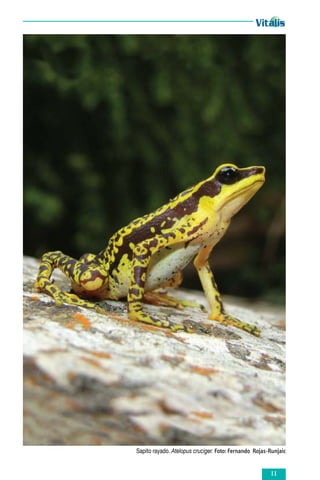 Sapito rayado. Atelopus cruciger. Foto: Fernando Rojas-Runjaic



 