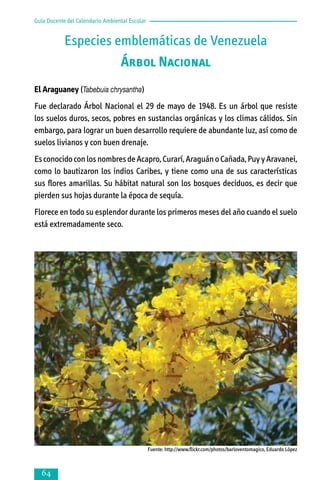Guía Docente del Calendario Ambiental Escolar

Especies emblemáticas de Venezuela
Árbol Nacional
El Araguaney (Tabebuia chrysantha)
Fue declarado Árbol Nacional el 29 de mayo de 1948. Es un árbol que resiste
los suelos duros, secos, pobres en sustancias orgánicas y los climas cálidos. Sin
embargo, para lograr un buen desarrollo requiere de abundante luz, así como de
suelos livianos y con buen drenaje.
Es conocido con los nombres de Acapro, Curarí, Araguán o Cañada, Puy y Aravanei,
como lo bautizaron los indios Caribes, y tiene como una de sus características
sus flores amarillas. Su hábitat natural son los bosques deciduos, es decir que
pierden sus hojas durante la época de sequía.
Florece en todo su esplendor durante los primeros meses del año cuando el suelo
está extremadamente seco.

Fuente: http://www.flickr.com/photos/barloventomagico, Eduardo López



 