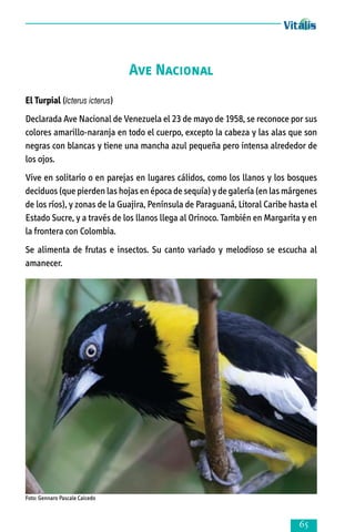 Ave Nacional
El Turpial (Icterus icterus)
Declarada Ave Nacional de Venezuela el 23 de mayo de 1958, se reconoce por sus
colores amarillo-naranja en todo el cuerpo, excepto la cabeza y las alas que son
negras con blancas y tiene una mancha azul pequeña pero intensa alrededor de
los ojos.
Vive en solitario o en parejas en lugares cálidos, como los llanos y los bosques
deciduos (que pierden las hojas en época de sequía) y de galería (en las márgenes
de los ríos), y zonas de la Guajira, Península de Paraguaná, Litoral Caribe hasta el
Estado Sucre, y a través de los llanos llega al Orinoco. También en Margarita y en
la frontera con Colombia.
Se alimenta de frutas e insectos. Su canto variado y melodioso se escucha al
amanecer.

Foto: Gennaro Pascale Caicedo



 