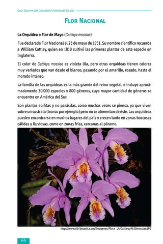 Guía Docente del Calendario Ambiental Escolar

Flor Nacional
La Orquídea o Flor de Mayo (Cattleya mossiae)
Fue declarada Flor Nacional el 23 de mayo de 1951. Su nombre científico recuerda
a William Cattley, quien en 1818 cultivó las primeras plantas de esta especie en
Inglaterra.
El color de Cattleya mossiae es violeta lila, pero otras orquídeas tienen colores
muy variados que van desde el blanco, pasando por el amarillo, rosado, hasta el
morado intenso.
La familia de las orquídeas es la más grande del reino vegetal, e incluye apro­xi­
madamente 30.000 especies y 800 géneros, cuya mayor cantidad de géne­ os se
r
encuentra en América del Sur.
Son plantas epifitas y no parásitas, como muchas veces se piensa, ya que viven
sobre un sustrato (tronco por ejemplo) pero no se alimentan de éste. Las orquídeas
pueden encontrarse en muchos lugares del país y crecen tanto en zonas boscosas
cálidas y lluviosas, como en zonas frías, cercanas al páramo.

http://www.rlb-botanica.org/Imagenes/Flora_LA/Cattleya%20mossiae.JPG



 