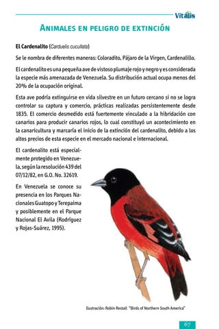 Animales en peligro de extinción
El Cardenalito (Carduelis cucullata)
Se le nombra de diferentes maneras: Coloradito, Pájaro de la Virgen, Cardenalillo.
El cardenalito es una pequeña ave de vistoso plumaje rojo y negro y es considerada
la especie más amenazada de Venezuela. Su distribución actual ocupa menos del
20% de la ocupación original.
Esta ave podría extinguirse en vida silvestre en un futuro cercano si no se logra
controlar su captura y comercio, prácticas realizadas persistentemente desde
1835. El comercio desmedido está fuertemente vinculado a la hibridación con
canarios para producir canarios rojos, lo cual constituyó un acontecimiento en
la canaricultura y marcaría el inicio de la extinción del cardenalito, debido a los
altos precios de esta especie en el mercado nacional e internacional.
El cardenalito está espe­cial­
mente protegido en Venezue­
la, según la resolu­ción 439 del
07/12/82, en G.O. No. 32619.
En Venezuela se conoce su
pre­sencia en los Parques Na­
cio­nales Guatopo y Terepai­ma
y posiblemente en el Parque
Nacional El Avila (Rodrí­guez
y Rojas-Suárez, 1995).

Ilustración: Robin Restall “Birds of Northern South America”



 