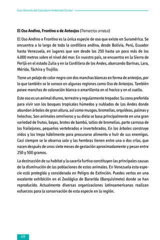 Guía Docente del Calendario Ambiental Escolar

El Oso Andino, Frontino o de Anteojos (Tremarctos ornatus)
El Oso Andino o Frontino es la única especie de oso que existe en Suramérica. Se
encuentra a lo largo de toda la cordillera andina, desde Bolivia, Perú, Ecuador
hasta Venezuela, en lugares que van desde los 250 hasta un poco más de los
4.000 metros sobre el nivel del mar. En nuestro país, se encuentra en la Sierra de
Perijá en el estado Zulia y en la Cordillera de los Andes, abarcando Barinas, Lara,
Mérida, Táchira y Trujillo.
Tiene un pelaje de color negro con dos manchas blancas en forma de anteo­jos, por
lo que también se le conoce en algunas regiones como Oso de Anteo­jos. También
posee manchas de coloración blanca o amarillenta en el hocico y en el cuello.
Este oso es un animal diurno, terrestre y regularmente trepador. Su zona preferida
para vivir son los bosques tropicales húmedos y nublados de Los Andes donde
abundan árboles de gran altura, así como musgos, bromelias, orquídeas, palmas y
helechos. Son animales omnívoros y su dieta se basa principalmente en una gran
variedad de frutos, bayas, brotes de bambú, tallos de bromelias, parte carnosa de
los frailejones, pequeños vertebrados e invertebrados. En los árboles construye
nidos y los trepa hábilmente para procurarse alimento o huir de sus enemigos.
Casi siempre se le observa solo y las hembras tienen entre una o dos crías, que
nacen después de unos siete meses de gestación aproximadamente y pesan entre
250 y 500 gramos.
La destrucción de su habitat y la cacería furtiva constituyen las principales causas
de la disminución de las poblaciones de estos animales. En Venezuela esta espe­
cie está protegida y considerada en Peligro de Extinción. Puedes verlos en una
excelente exhibición en el Zoológico de Bararida (Barquisimeto) donde se han
reproducido. Actualmente diversas organizaciones latinoamericanas realizan
esfuerzos para la conservación de esta especie en la región.



 