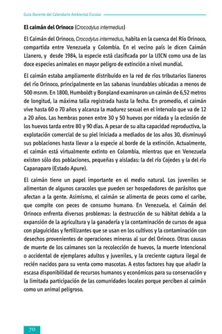 Guía Docente del Calendario Ambiental Escolar

El caimán del Orinoco (Crocodylus intermedius)
El Caimán del Orinoco, Crocodylus intermedius, habita en la cuenca del Río Orinoco,
compartida entre Venezuela y Colombia. En el vecino país le dicen Caimán
Llanero, y desde 1984, la especie está clasificada por la UICN como una de las
doce especies animales en mayor peligro de extinción a nivel mundial.
El caimán estaba ampliamente distribuido en la red de ríos tributarios llaneros
del río Orinoco, principalmente en las sabanas inundables ubicadas a menos de
500 msnm. En 1800, Humboldt y Bonpland examinaron un caimán de 6,52 metros
de longitud, la máxima talla registrada hasta la fecha. En promedio, el caimán
vive hasta 60 o 70 años y alcanza la madurez sexual en el intervalo que va de 12
a 20 años. Las hembras ponen entre 30 y 50 huevos por nidada y la eclosión de
los huevos tarda entre 80 y 90 días. A pesar de su alta capacidad reproductiva, la
explotación comercial de su piel iniciada a mediados de los años 30, disminuyó
sus poblaciones hasta llevar a la especie al borde de la extinción. Actualmente,
el caimán está virtualmente extinto en Colombia, mientras que en Venezuela
existen sólo dos poblaciones, pequeñas y aisladas: la del río Cojedes y la del río
Capanaparo (Estado Apure).
El caimán tiene un papel importante en el medio natural. Los juveniles se
alimentan de algunos caracoles que pueden ser hospedadores de parásitos que
afectan a la gente. Asimismo, el caimán se alimenta de peces como el caribe,
que compite con peces de consumo humano. En Venezuela, el Caimán del
Orinoco enfrenta diversos problemas: la destrucción de su hábitat debida a la
expansión de la agricultura y la ganadería y la contaminación de cursos de agua
con plaguicidas y fertilizantes que se usan en los cultivos y la contaminación con
desechos provenientes de operaciones mineras al sur del Orinoco. Otras causas
de muerte de los caimanes son la recolección de huevos, la muerte intencional
o accidental de ejemplares adultos y juveniles, y la creciente captura ilegal de
recién nacidos para su venta como mascotas. A estos factores hay que añadir la
escasa disponibilidad de recursos humanos y económicos para su conservación y
la limitada participación de las comunidades locales porque perciben al caimán
como un animal peligroso.



 