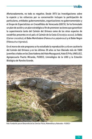 Afortunadamente, no todo es negativo. Desde 1973 las investigaciones sobre
la especie y los esfuerzos por su conservación incluyen la participación de
particulares, entidades gubernamentales, organizaciones no gubernamentales y
el Grupo de Especialistas en Crocodílidos de Venezuela (GECV). Se ha formulado
un plan de acción y un plan estratégico a fin de promover acciones que garanticen
la supervivencia tanto del Caimán del Orinoco como de las otras especies de
cocodrilos presentes en el país: el Caimán de la Costa (Crocodylus acutus), la Baba
(Caiman crocodilus), el Babo Morichalero (Paleosuchus palpebrosus) y el Babo Negro
(Paleosuchus trigonatus).
En el marco de este programa se ha estudiado la reproducción y cría en cautiverio
del Caimán del Orinoco y en los últimos 20 años se han liberado más de 7.600
juveniles criados en los Zoocriaderos del Hato Masaguaral, Hato El Frío, UNELLEZ,
Agropecuaria Puerto Miranda, FUDECI, Limnológico de la UDO y la Estación
Biológica de Rancho Grande.

Foto: Fundación para el Desarrollo de las Ciencias Físicas, Matemáticas y Naturales –FUDECI–



 