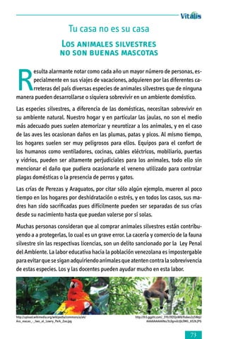 Tu casa no es su casa
Los animales silvestres
no son buenas mascotas

R

esulta alarmante notar como cada año un mayor número de personas, especialmente en sus viajes de vacaciones, adquieren por las diferentes carreteras del país diversas especies de animales silvestres que de ninguna
manera pueden desarrollarse o siquiera sobrevivir en un ambiente doméstico.
Las especies silvestres, a diferencia de las domésticas, necesitan sobrevivir en
su ambiente natural. Nuestro hogar y en particular las jaulas, no son el medio
más adecuado pues suelen atemorizar y neurotizar a los animales, y en el caso
de las aves les ocasionan daños en las plumas, patas y picos. Al mismo tiempo,
los hogares suelen ser muy peligrosos para ellos. Equipos para el confort de
los humanos como ventiladores, cocinas, cables eléctricos, mobiliario, puertas
y vidrios, pueden ser altamente perjudiciales para los animales, todo ello sin
mencionar el daño que pudiera ocasionarle el veneno utilizado para controlar
plagas domésticas o la presencia de perros y gatos.
Las crías de Perezas y Araguatos, por citar sólo algún ejemplo, mueren al poco
tiem­po en los hogares por deshidratación o estrés, y en todos los casos, sus ma­
dres han sido sacrificadas pues difícilmente pueden ser separadas de sus crías
desde su nacimiento hasta que puedan valerse por sí solas.
Muchas personas consideran que al comprar animales silvestres están contribu­
yen­do a a protegerlas, lo cual es un grave error. La cacería y comercio de la fauna
silvestre sin las respectivas licencias, son un delito sancionado por la Ley Penal
del Ambiente. La labor educativa hacia la población venezolana es impostergable
para evitar que se sigan adquiriendo animales que atenten contra la sobrevivencia
de estas especies. Los y las docentes pueden ayudar mucho en esta labor.

http://upload.wikimedia.org/wikipedia/commons/a/a4/
Ara_macao_-_two_at_Lowry_Park_Zoo.jpg

http://lh3.ggpht.com/_3Yb19D5JoW8/Rs6eo2y5WqI/
AAAAAAAAANo/3L0gnvIctjk/IMG_6526.JPG



 