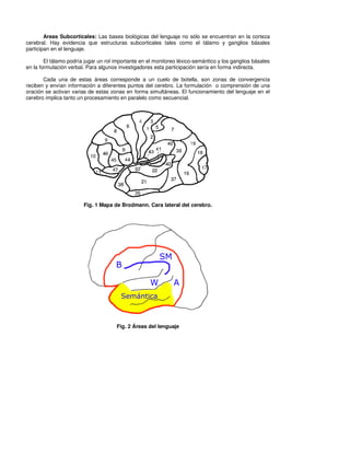 Areas Subcorticales: Las bases biológicas del lenguaje no sólo se encuentran en la corteza
cerebral. Hay evidencia que estructuras subcorticales tales como el tálamo y ganglios básales
participan en el lenguaje.

        El tálamo podría jugar un rol importante en el monitoreo léxico-semántico y los ganglios básales
en la formulación verbal. Para algunos investigadores esta participación sería en forma indirecta.

       Cada una de estas áreas corresponde a un cuelo de botella, son zonas de convergencia
reciben y envían información a diferentes puntos del cerebro. La formulación o comprensión de una
oración se activan varias de estas zonas en forma simultáneas. El funcionamiento del lenguaje en el
cerebro implica tanto un procesamiento en paralelo como secuencial.




                        Fig. 1 Mapa de Brodmann. Cara lateral del cerebro.




                                      Fig. 2 Áreas del lenguaje
 