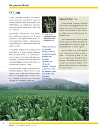 4
Um pouco de história
Saiba também que...
Origem
O milho é uma espécie da família das gramíneas,
sendo o único cereal nativo do Novo Mundo. É o
terceiro cereal mais cultivado no planeta (ver pági-
na 13). A cultura está espalhada numa vasta região
do globo, em altitudes que vão desde o nível do mar
até 3 mil metros.
Este cereal não é nativo do Brasil e, assim, é impor-
tante ressaltar que não somos o centro de origem
dessa cultura, como, equivocadamente, muitos po-
dem imaginar. Apenas o México e a Guatemala são
considerados países que deram origem ao milho que
conhecemos hoje.
A mais antiga espiga de milho foi encontrada no
vale do Tehucan, na região onde hoje se localiza o
México, datada de 7.000 a.C. O Teosinte ou “ali-
mento dos deuses”, como era chamado pelos maias,
deu origem ao milho por meio de um processo de
seleção artificial (feito pelo homem). O Teosinte ain-
da é encontrado na América Central.
Ao longo do tempo, o homem promoveu uma cres-
cente domesticação do milho por meio da seleção
visual no campo, considerando importantes caracte-
rísticas, tais como produtividade, resistência a doen-
ças e capacidade de adaptação, dentre outras, dan-
do origem às variedades hoje conhecidas.
• O milho descende do ancestral conhecido
como Teosinte, que é uma gramínea com várias
espigas sem sabugo, até hoje encontrado em
lavouras de milho naAmérica Central. Pode cru-
zar naturalmente com o milho e produzir des-
cendentes férteis.
• Esses cruzamentos com o Teosinte não agra-
dam aos pequenos agricultores que cultivam va-
riedades locais, pois resultam em plantas de
baixa produtividade na geração seguinte.
• Depois do Teosinte, outro parente genetica-
mente mais distante do milho encontrado na
América Latina, inclusive no Brasil, é o Tripsa-
cum, em alguns locais chamado de Capim
Guatemala. Ao contrário do Teosinte, milho e
Tripsacum não se cruzam na natureza em fun-
ção das diferenças genéticas significativas en-
tre as duas espécies.
O Teosinte tem sido
apontado por por trabalhos
científicos como o parente
mais próximo do milho
Pela sua importância
na economia
mundial, o milho já
foi objeto de estudo
de destacados
cientistas,
resultando em
milhares de
trabalhos científicos,
e, atualmente, é um
dos principais temas
pesquisados pela
Genética e
Biotecnologia
MILHO • TECNOLOGIA DO CAMPO À MESA
 