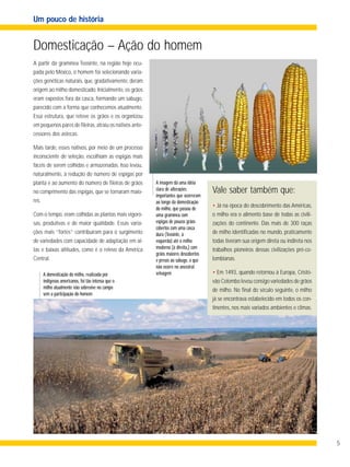 Domesticação – Ação do homem
5
A partir da gramínea Teosinte, na região hoje ocu-
pada pelo México, o homem foi selecionando varia-
ções genéticas naturais, que, gradativamente, deram
origem ao milho domesticado. Inicialmente, os grãos
eram expostos fora da casca, formando um sabugo,
parecido com a forma que conhecemos atualmente.
Essa estrutura, que reteve os grãos e os organizou
em pequenos pares de fileiras,atraiu os nativos ante-
cessores dos astecas.
Mais tarde, esses nativos, por meio de um processo
inconsciente de seleção, escolhiam as espigas mais
fáceis de serem colhidas e armazenadas. Isso levou,
naturalmente, à redução do número de espigas por
planta e ao aumento do número de fileiras de grãos
no comprimento das espigas, que se tornaram maio-
res.
Com o tempo, eram colhidas as plantas mais vigoro-
sas, produtivas e de maior qualidade. Essas varia-
ções mais “fortes” contribuíram para o surgimento
de variedades com capacidade de adaptação em al-
tas e baixas altitudes, como é o relevo da América
Central.
Um pouco de história
A imagem dá uma idéia
clara de alterações
importantes que ocorreram
ao longo da domesticação
do milho, que passou de
uma gramínea com
espigas de poucos grãos
cobertos com uma casca
dura (Teosinte, à
esquerda) até o milho
moderno (à direita,) com
grãos maiores descobertos
e presos ao sabugo, o que
não ocorre no ancestral
selvagem
• Já na época do descobrimento das Américas,
o milho era o alimento base de todas as civili-
zações do continente. Das mais de 300 raças
de milho identificadas no mundo, praticamente
todas tiveram sua origem direta ou indireta nos
trabalhos pioneiros dessas civilizações pré-co-
lombianas.
• Em 1493, quando retornou à Europa, Cristó-
vão Colombo levou consigo variedades de grãos
de milho. No final do século seguinte, o milho
já se encontrava estabelecido em todos os con-
tinentes, nos mais variados ambientes e climas.
Vale saber também que:
A domesticação do milho, realizada por
indígenas americanos, foi tão intensa que o
milho atualmente não sobrevive no campo
sem a participação do homem
 