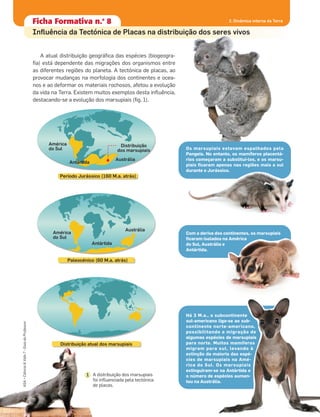 Ficha formativa n.o
1Ficha Formativa n.o
8 2. Dinâmica interna da Terra
A atual distribuição geográﬁca das espécies (biogeogra-
ﬁa) está dependente das migrações dos organismos entre
as diferentes regiões do planeta. A tectónica de placas, ao
provocar mudanças na morfologia dos continentes e ocea-
nos e ao deformar os materiais rochosos, afetou a evolução
da vida na Terra. Existem muitos exemplos desta inﬂuência,
destacando-se a evolução dos marsupiais (ﬁg. 1).
Os marsupiais estavam espalhados pela
Pangeia. No entanto, os mamíferos placentá-
rios começaram a substituí-los, e os marsu-
piais ﬁcaram apenas nas regiões mais a sul
durante o Jurássico.
Com a deriva dos continentes, os marsupiais
ﬁcaram isolados na América
do Sul, Austrália e
Antártida.
Há 3 M.a., o subcontinente
sul-americano liga-se ao sub-
continente norte-americano,
possibilitando a migração de
algumas espécies de marsupiais
para norte. Muitos mamíferos
migram para sul, levando à
extinção da maioria das espé-
cies de marsupiais na Amé-
rica do Sul. Os marsupiais
extinguiram-se na Antártida e
o número de espécies aumen-
tou na Austrália.
América
do Sul
Antártida
Austrália
Período Jurássico (160 M.a. atrás)
América
do Sul
Antártida
Austrália
Paleocénico (60 M.a. atrás)
Distribuição atual dos marsupiais
Distribuição
dos marsupiais
A distribuição dos marsupiais
foi inﬂuenciada pela tectónica
de placas.
1
Inﬂuência da Tectónica de Placas na distribuição dos seres vivos
ASA•Ciência&Vida7•GuiadoProfessor
47
 