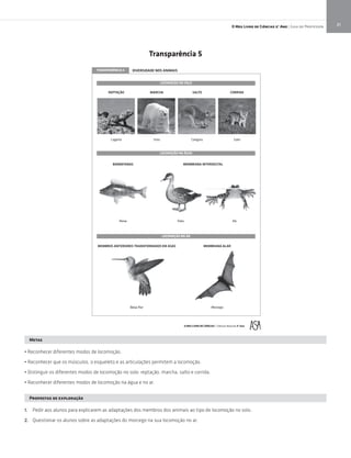 21O Meu Livro de Ciências 5.° Ano | Guia do Professor
ãRotaPexieP
TRANSPARÊNCIA 5 DIVERSIDADE NOS ANIMAIS
Lagarto Urso Canguru Gato
LOCOMOÇÃO NO SOLO
LATIGIDRETNIANARBMEMSANATABRAB
LOCOMOÇÃO NA ÁGUA
ogecroMroﬂ-ajieB
LOCOMOÇÃO NO AR
REPTAÇÃO MARCHA SALTO CORRIDA
MEMBROS ANTERIORES TRANSFORMADOS EM ASAS MEMBRANA ALAR
O MEU LIVRO DE CIÊNCIAS – Ciências Naturais 5º Ano
Metas
• Reconhecer diferentes modos de locomoção.
• Reconhecer que os músculos, o esqueleto e as articulações permitem a locomoção.
• Distinguir os diferentes modos de locomoção no solo: reptação, marcha, salto e corrida.
• Reconhecer diferentes modos de locomoção na água e no ar.
Propostas de exploração
1. Pedir aos alunos para explicarem as adaptações dos membros dos animais ao tipo de locomoção no solo.
2. Questionar os alunos sobre as adaptações do morcego na sua locomoção no ar.
Transparência 5
 