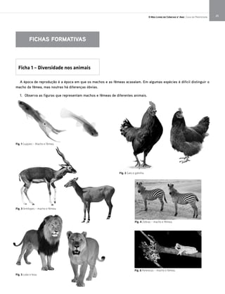 25O Meu Livro de Ciências 5.° Ano | Guia do Professor
FICHAS FORMATIVAS
Fig. 5 Leão e leoa.
Fig. 6 Pererecas – macho e fêmea.
Fig. 2 Galo e galinha.
Fig. 4 Zebras – macho e fêmea.
Ficha 1 – Diversidade nos animais
A época de reprodução é a época em que os machos e as fêmeas acasalam. Em algumas espécies é difícil distinguir o
macho da fêmea, mas noutras há diferenças óbvias.
1. Observa as figuras que representam machos e fêmeas de diferentes animais.
Fig. 3 Antílopes – macho e fêmea.
Fig. 1 Guppies – Macho e fêmea.
 