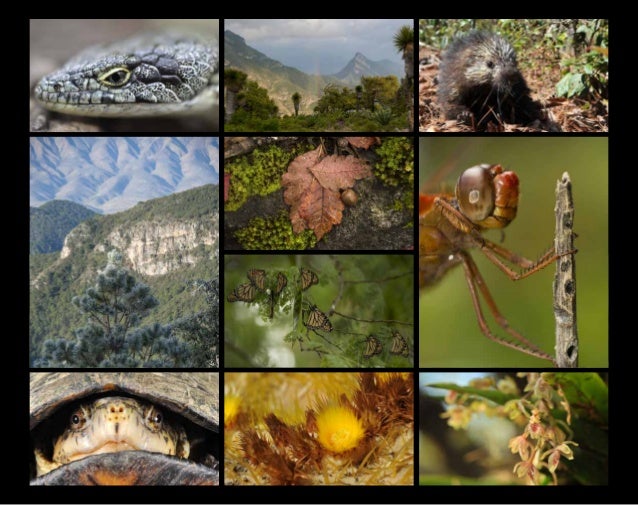Guía ecosistemas de la Sierra Gorda de Querétaro, México. Guía ecosistemas de la Sierra Gorda de Querétaro, México.