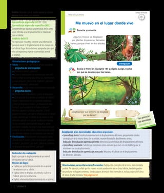 15’
Tiempo estimado
212 Unidad 6
Ámbito:Relación con el medio natural y cultural
Núcleo:Seres vivos y su entorno
Orientaciones para evitar errores frecuentes: Explique los conceptos de la forma más completa
posible. Por ejemplo, señale que los monos no solo pueden vivir en un único hábitat, también pueden
desarrollarse en lugares extremos, siendo capaces de resistir fríos invernales e, incluso, soportar el clima
de zonas de alta montaña. Vea página 238
Adaptación a las necesidades educativas especiales
• Aprendizaje lento: Focalice la experiencia en el desplazamiento del mono, preguntando si todos
	 se desplazan de la misma forma. En lo posible, muestre fotografías de diferentes simios.
	 Indicador de evaluación aprendizaje lento: Menciona características del desplazamiento del mono.
• Aprendizaje avanzado: Solicite que mencionen otros animales que viven en este hábitat y que lo 		
	 relacionen con su desplazamiento.
	 Indicador de evaluación aprendizaje avanzado: Relaciona el hábitat con el desplazamiento
	 de diferentes animales.
Aprendizaje esperado (AE) Nº 1 (SV).
Aprendizaje esperado específico (AEE)
Comprender que algunas características de los seres
vivos referidas a su desplazamiento se relacionan
con su hábitat.
Análisis del AEE
Se espera que escuche y comente una información
para que asocie el desplazamiento de los monos con
su hábitat (lugar de condiciones apropiadas para que
viva un organismo, especie o comunidad animal
o vegetal).
Orientaciones pedagógicas
Inicio: Movilice las experiencias previas realizando
las preguntas de prerrequisito:
•¿Conocen la selva?, ¿cómo es?
•¿Cómo se desplazarán los animales que viven ahí?
Invite a elegir un animal para imitar sus movimientos
y luego pregunte: ¿Qué animal eligieron?, ¿por qué?,
¿cómo se desplaza?, ¿dónde vive?
Desarrollo: Active nuevos conocimientos realizando
las preguntas claves:
• ¿Dónde viven los animales?, ¿cómo se desplazan?
• ¿Qué ocurriría si un animal se cambiara de hábitat?
Apoye la experiencia con las siguientes preguntas:
¿Cómo se desplaza el mono?, ¿se desplaza de otras
formas?, ¿qué sucedería si no hubiera árboles?
Mientras exponen su trabajo, pregunte: ¿Dónde
pegaron el mono?, ¿por qué se desplaza por las lianas?
Luego, comente que el hábitat de los monos se está
dañando cada día más, ya que la población humana
ha ido creciendo y destruyendo bosques y selvas
para hacer ciudades. Por esto es muy importante que
converse con los niños sobre la importancia de cuidar
los diferentes hábitats y a los animales que viven ahí.
Finalización: Retroalimente con preguntas como:
¿Dónde vive el mono?, ¿cómo se desplaza?, ¿pegaron
el mono?, ¿les costó?, ¿por qué?, ¿todos los animales
se desplazan de igual forma?, ¿por qué?
Seres vivos y su entorno
126
Escucha y comenta.
Me muevo en el lugar donde vivo
Busca el mono en la página 195 y pégalo. Luego, explica
por qué se desplaza por las lianas.
¿Expliqué por qué el mono se desplaza
por las lianas?
Algunos monos se desplazan
por plantas trepadoras, llamadas
lianas, porque viven en los árboles.
orangután
15’
Tiempo estimado
Indicador de evaluación
Explica por qué el desplazamiento de un animal
se relaciona con su hábitat.
Niveles de logro
• Explica por qué el desplazamiento de un animal
	 se relaciona con su hábitat.
• Explica cómo se desplaza un animal y cuál es su 	
	 hábitat, pero no los relaciona.
• Explica solamente el desplazamiento de un animal.
Para potenciar
este aprendizaje
vea página 232
 