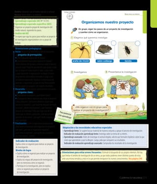 Cuidemos la naturaleza 225
Ámbito: Relación con el medio natural y cultural
Núcleo: Seres vivos y su entorno Seres vivos y su entorno
¿Me organicé con mi grupo para
realizar el proyecto de investigación?
En grupo, sigan los pasos de un proyecto de investigación
y cuenten cómo se organizaron.
Organizamos nuestro proyecto
1 Elegimos qué queremos investigar.
2 Investigamos 3 Presentamos la investigación
araña de rincón ratón colilargo barata
WikimediaCommons
139
Orientaciones para evitar errores frecuentes: Estimule la búsqueda de sus propios intereses. No hay
que limitar el ámbito de investigación de un tema, ya que todos podemos tener distintos puntos de vista
ante una misma temática y esto es lo que permite enriquecer los nuevos conocimientos. Vea página 240
Adaptación a las necesidades educativas especiales
• Aprendizaje lento: Se sugiere buscar material de manera conjunta y apoyar el proceso de investigación.
	 Indicador de evaluación aprendizaje lento: Investiga sobre un tema de su interés.
• Aprendizaje avanzado: Antes de investigar el animal elegido, solicite que formulen hipótesis sobre lo que 	
	 creen que aprenderán y que lo dibujen. Luego, pida que comparen sus resultados.
	 Indicador de evaluación aprendizaje avanzado: Comprueba los resultados de la investigación.
Orientaciones pedagógicas
Inicio: Movilice las experiencias previas realizando
las preguntas de prerrequisito:
• ¿Han trabajado alguna vez en grupo?
• ¿Qué debieron hacer para organizar el trabajo?
Invite a formar tres grupos y conversar sobre lo que les
gustaría jugar. Pregunte qué decidió cada grupo y pida
que se organicen para llevarlo a cabo; luego, invite
a jugar siguiendo la organización acordada. Finalice
preguntando cómo habría resultado el juego si no
se hubieran organizado. Explique la importancia de
aprender a organizarse, ya que de esta forma podrán
realizar proyectos grupales con mejores resultados.
Desarrollo: Active nuevos conocimientos realizando
las preguntas claves:
• Para realizar un proyecto, ¿qué deben hacer?
• ¿Quépasaríasinoseorganizanparahacerunproyecto?
Luego, pregunte: ¿Qué pasos debemos seguir para
realizar un proyecto?, ¿qué hacemos después de elegir
un tema?, ¿dónde investigamos?, ¿qué hacemos
después de investigar? Pida que elijan uno de los
temas que se ofrecen y pregunte: ¿Qué les gustaría
aprender de ese tema?, ¿por qué? Invite a organizarse
para investigar.
Finalización: Cierre la experiencia preguntando:
¿Qué pasos se necesitan para organizar un proyecto?,
¿por qué?, ¿por qué es importante seguirlos?,
¿qué tema escogieron?, ¿con quién van a trabajar?,
¿se organizaron?, ¿cómo?
Aprendizaje esperado (AE) Nº 14 (SV).
Aprendizaje esperado específico (AEE)
Organizar un proyecto grupal de investigación del
medio natural, siguiendo los pasos.
Análisis del AEE
Se espera que siga los pasos para realizar un proyecto
de investigación organizándose con su grupo de
trabajo.
Indicador de evaluación
Explica cómo se organizó para realizar un proyecto
de investigación.
Niveles de logro
• Explica cómo se organizó para realizar un proyecto 	
	 de investigación.
• Explica las etapas del proyecto de investigación, 	
	 pero no menciona cómo se organizó.
• Participa en la investigación, pero no explica
	 cómo se organizó para realizar un proyecto
	 de investigación.
25’
Tiempo estimado
Para potenciareste aprendizajevea página 236
 