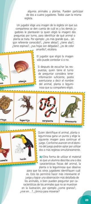 algunos animales y plantas. Pueden participar
            de dos a cuatro jugadores. Todos usan la misma
          regleta.

     Un jugador elige una imagen de la regleta sin que sus
    compañeros se den cuenta de cuál es y los demás ju-
  gadores le plantearán (a quien eligió la imagen) dos
 preguntas por turno, para identiﬁcar de qué animal o
 planta se trata. Por ejemplo: ¿es más grande que... (al-
gún referente conocido)?, ¿tiene aletas?, ¿tiene alas?,
¿tiene espinas?, ¿sus hojas son delgadas?, ¿es de color
                       amarillo?, etcétera.

                     El jugador que eligió la imagen
                     sólo puede contestar sí o no.

                      Si después de escuchar las res-
                      puestas, quien tiene el turno
                      de preguntar considera tener
                       información suﬁciente, podrá
                       aventurarse a decir el nombre
                        del animal, planta o legumi-
                        nosa que su compañero eligió.




                      Quien identiﬁque el animal, planta o
                      leguminosa gana un punto y elige la
                      siguiente imagen para continuar el
                       juego. Conforme avancen en el domi-
                       nio del juego podrán optar por utilizar
                       dos o más regletas simultáneamente.

                        b) Otra forma de utilizar el material
                         es que un alumno describa una o dos
                         características físicas del animal, la
                        planta o la leguminosa que observa
             para que los otros jugadores identiﬁquen cuál
            es. Esto les permitirá hacer más interesante el
           juego y lograr una observación más detallada de
          los animales, o bien pueden preguntar por ca-
         racterísticas de los animales que no se muestran
       en la ilustración, por ejemplo ¿come granos?,
      ¿vive en…?, ¿brinca para moverse?

                                                                  23
 