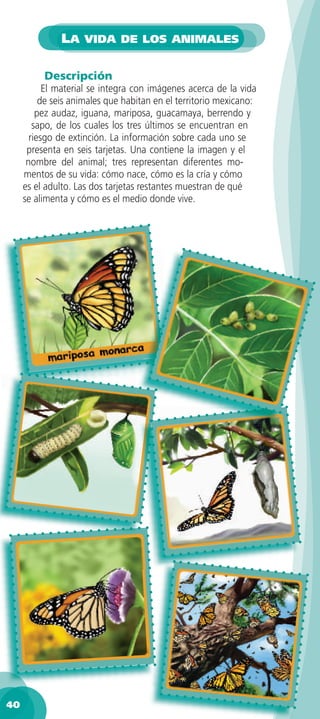 LA VIDA DE LOS ANIMALES

          Descripción
           El material se integra con imágenes acerca de la vida
          de seis animales que habitan en el territorio mexicano:
         pez audaz, iguana, mariposa, guacamaya, berrendo y
        sapo, de los cuales los tres últimos se encuentran en
       riesgo de extinción. La información sobre cada uno se
      presenta en seis tarjetas. Una contiene la imagen y el
      nombre del animal; tres representan diferentes mo-
     mentos de su vida: cómo nace, cómo es la cría y cómo
     es el adulto. Las dos tarjetas restantes muestran de qué
     se alimenta y cómo es el medio donde vive.




40
 