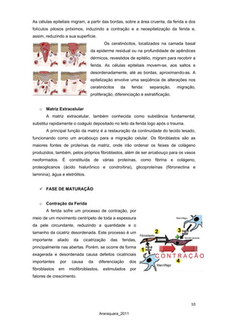 10
Araraquara_2011
As células epiteliais migram, a partir das bordas, sobre a área cruenta, da ferida e dos
folículos pilosos próximos, induzindo a contração e a neoepitelização da ferida e,
assim, reduzindo a sua superfície.
Os ceratinócitos, localizados na camada basal
da epiderme residual ou na profundidade de apêndices
dérmicos, revestidos de epitélio, migram para recobrir a
ferida. As células epiteliais movem-se, aos saltos e
desordenadamente, até as bordas, aproximando-as. A
epitelização envolve uma seqüência de alterações nos
ceratinócitos da ferida: separação, migração,
proliferação, diferenciação e estratificação.
o Matriz Extracelular
A matriz extracelular, também conhecida como substância fundamental,
substitui rapidamente o coágulo depositado no leito da ferida logo após o trauma.
A principal função da matriz é a restauração da continuidade do tecido lesado,
funcionando como um arcabouço para a migração celular. Os fibroblastos são as
maiores fontes de proteínas da matriz, onde irão ordenar os feixes de colágeno
produzidos, também, pelos próprios fibroblastos, além de ser arcabouço para os vasos
neoformados. É constituída de várias proteínas, como fibrina e colágeno,
proteoglicanos (ácido hialurônico e condroítina), glicoproteínas (fibronectina e
laminina), água e eletrólitos.
 FASE DE MATURAÇÃO
o Contração da Ferida
A ferida sofre um processo de contração, por
meio de um movimento centrípeto de toda a espessura
da pele circundante, reduzindo a quantidade e o
tamanho da cicatriz desordenada. Este processo é um
importante aliado da cicatrização das feridas,
principalmente nas abertas. Porém, se ocorre de forma
exagerada e desordenada causa defeitos cicatriciais
importantes por causa da diferenciação dos
fibroblastos em miofibroblastos, estimulados por
fatores de crescimento.
 