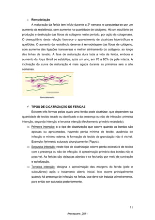 11
Araraquara_2011
o Remodelação
A maturação da ferida tem início durante a 3ª semana e caracteriza-se por um
aumento da resistência, sem aumento na quantidade de colágeno. Há um equilíbrio de
produção e destruição das fibras de colágeno neste período, por ação da colagenase.
O desequilíbrio desta relação favorece o aparecimento de cicatrizes hipertróficas e
quelóides. O aumento da resistência deve-se à remodelagem das fibras de colágeno,
com aumento das ligações transversas e melhor alinhamento do colágeno, ao longo
das linhas de tensão. A fase de maturação dura toda a vida da ferida, embora o
aumento da força tênsil se estabilize, após um ano, em 70 a 80% da pele intacta. A
inclinação da curva de maturação é mais aguda durante as primeiras seis a oito
semanas.
 TIPOS DE CICATRIZAÇÃO DE FERIDAS
Existem três formas pelas quais uma ferida pode cicatrizar, que dependem da
quantidade de tecido lesado ou danificado e da presença ou não de infecção: primeira
intenção, segunda intenção e terceira intenção (fechamento primário retardado).
⇒ Primeira intenção:
⇒
é o tipo de cicatrização que ocorre quando as bordas são
apostas ou aproximadas, havendo perda mínima de tecido, ausência de
infecção e mínimo edema. A formação de tecido de granulação não é visível.
Exemplo: ferimento suturado cirurgicamente (Figura).
Segunda intenção:
⇒
neste tipo de cicatrização ocorre perda excessiva de tecido
com a presença ou não de infecção. A aproximação primária das bordas não é
possível. As feridas são deixadas abertas e se fecharão por meio de contração
e epitelização.
Terceira intenção: designa a aproximação das margens da ferida (pele e
subcutâneo) após o tratamento aberto inicial. Isto ocorre principalmente
quando há presença de infecção na ferida, que deve ser tratada primeiramente,
para então ser suturada posteriormente.
 