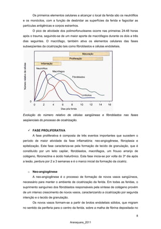 8
Araraquara_2011
Os primeiros elementos celulares a alcançar o local da ferida são os neutrófilos
e os monócitos, com a função de desbridar as superfícies da ferida e fagocitar as
partículas antigênicas e corpos estranhos.
O pico de atividade dos polimorfonucleares ocorre nas primeiras 24-48 horas
após o trauma, seguindo-se de um maior aporte de macrófagos durante os dois a três
dias seguintes. O macrófago, também ativa os elementos celulares das fases
subseqüentes da cicatrização tais como fibroblastos e células endoteliais.
Evolução do número relativo de células sangüineas e fibroblastos nas fases
seqüenciais do processo de cicatrização.
 FASE PROLIFERATIVA
A fase proliferativa é composta de três eventos importantes que sucedem o
período de maior atividade da fase inflamatória: neo-angiogênese, fibroplasia e
epitelização. Este fase caracteriza-se pela formação de tecido de granulação, que é
constituído por um leito capilar, fibroblastos, macrófagos, um frouxo arranjo de
colágeno, fibronectina e ácido hialurônico. Esta fase inicia-se por volta do 3º dia após
a lesão, perdura por 2 a 3 semanas e é o marco inicial da formação da cicatriz.
o Neo-angiogênese
A neo-angiogênese é o processo de formação de novos vasos sangüíneos,
necessário para manter o ambiente de cicatrização da ferida. Em todas as feridas, o
suprimento sanguíneo dos fibroblastos responsáveis pela síntese de colágeno provém
de um intenso crescimento de novos vasos, caracterizando a cicatrização por segunda
intenção e o tecido de granulação.
Os novos vasos formam-se a partir de brotos endoteliais sólidos, que migram
no sentido da periferia para o centro da ferida, sobre a malha de fibrina depositada no
 