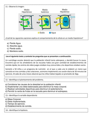 a) Pierde Agua.
b) Absorbe agua.
c) Pierde sodio.
d) Mantiene sodio.
a) Corroborar las causas de la obesidad en la población infantil.
b) Implementar una dieta balanceada para disminuir la masa corporal.
c) Realizar actividades deportivas para disminuir el sedentarismo.
d) Permitir la venta de frutas en la escuela para disminuir el sobrepeso.
a) Masa Corporal.
b) Dieta implementada.
c) Tiempo de ejercicio.
d) Establecimiento de comida.
11.- Observe la imagen:
¿Cuál de las siguientes opciones explica el comportamiento de la célula en un medio hipotónico?
Lea el siguiente texto y conteste las preguntas que se presentan a continuación.
Un nutriólogo escolar detectó que la población infantil tenía sobrepeso, y decidió buscar la causa.
Encontró que en los alrededores de las escuelas había una gran cantidad de establecimientos de
comida rápida, los centros de video juegos estaban muy concurridos y los deportivos estaban vacíos.
Sometió a 50 niños a un programa de nutrición en el que a cada uno le elaboró un menú que
consistía en tres comidas y dos colaciones, asimismo implementó una sesión diaria de 30 minutos de
ejercicio. Al cabo de unos meses observó que los niños habían bajado un promedio de 3kgs.
12.- Identifique el planteamiento del problema.
13.- Identifique la variable dependiente
14.- Identifique la hipótesis.
 