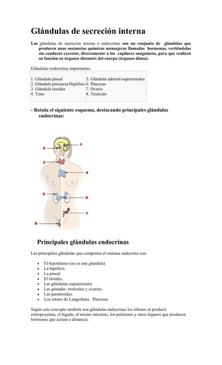 Glándulas de secreción interna
Las glándulas de secreción interna o endocrinas son un conjunto de glándulas que
    producen unas sustancias químicas mensajeras llamadas hormonas, vertiéndolas
    sin conducto excretor, directamente a los capilares sanguíneos, para que realicen
    su función en órganos distantes del cuerpo (órganos diana).

Glándulas endocrinas importantes:

1. Glándula pineal               5. Glándula adrenal/suprarrenales
2. Glándula pituitaria/Hipófisis 6. Páncreas
3. Glándula tiroides             7. Ovario
4. Timo                          8. Testículo


- Rotula el siguiente esquema, destacando principales glàndulas
   endocrinas:




   Principales glándulas endocrinas
Las principales glándulas que componen el sistema endocrino son:

   •   El hipotálamo (no es una glandula).
   •   La hipófisis.
   •   La pineal
   •   El tiroides.
   •   Las glándulas suprarrenales
   •   Las gónadas: testículos y ovarios.
   •   Las paratiroides.
   •   Los islotes de Langerhans. Páncreas

Según este concepto también son glándulas endocrinas los riñones al producir
eritropoyetina, el hígado, el mismo intestino, los pulmones y otros órganos que producen
hormonas que actúan a distancia.
 