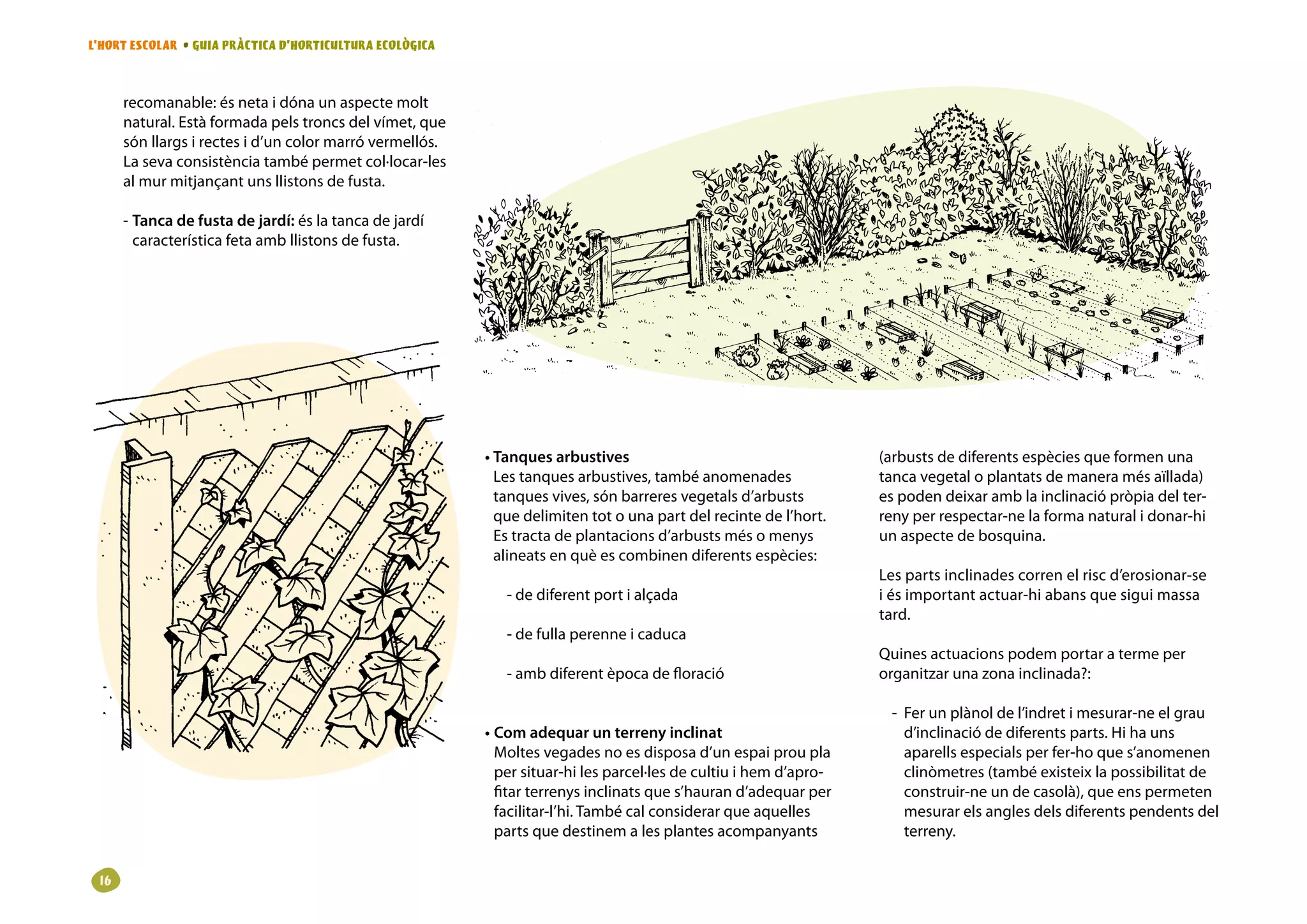 L’HORT ESCOLAR • GUIA PRÀCTICA D’HORTICULTURA ECOLÒGICA



      recomanable: és neta i dóna un aspecte molt
      natural. Està formada pels troncs del vímet, que
      són llargs i rectes i d’un color marró vermellós.
      La seva consistència també permet col·locar-les
      al mur mitjançant uns llistons de fusta.

      - Tanca de fusta de jardí: és la tanca de jardí
        característica feta amb llistons de fusta.




                                                          • Tanques arbustives                                     (arbusts de diferents espècies que formen una
                                                            Les tanques arbustives, també anomenades               tanca vegetal o plantats de manera més aïllada)
                                                            tanques vives, són barreres vegetals d’arbusts         es poden deixar amb la inclinació pròpia del ter-
                                                            que delimiten tot o una part del recinte de l’hort.    reny per respectar-ne la forma natural i donar-hi
                                                            Es tracta de plantacions d’arbusts més o menys         un aspecte de bosquina.
                                                            alineats en què es combinen diferents espècies:
                                                                                                                   Les parts inclinades corren el risc d’erosionar-se
                                                             - de diferent port i alçada                           i és important actuar-hi abans que sigui massa
                                                                                                                   tard.
                                                             - de fulla perenne i caduca
                                                                                                                   Quines actuacions podem portar a terme per
                                                             - amb diferent època de floració                      organitzar una zona inclinada?:

                                                                                                                    - Fer un plànol de l’indret i mesurar-ne el grau
                                                          • Com adequar un terreny inclinat                           d’inclinació de diferents parts. Hi ha uns
                                                            Moltes vegades no es disposa d’un espai prou pla          aparells especials per fer-ho que s’anomenen
                                                            per situar-hi les parcel·les de cultiu i hem d’apro-      clinòmetres (també existeix la possibilitat de
                                                            fitar terrenys inclinats que s’hauran d’adequar per       construir-ne un de casolà), que ens permeten
                                                            facilitar-l’hi. També cal considerar que aquelles         mesurar els angles dels diferents pendents del
                                                            parts que destinem a les plantes acompanyants             terreny.


 16
 