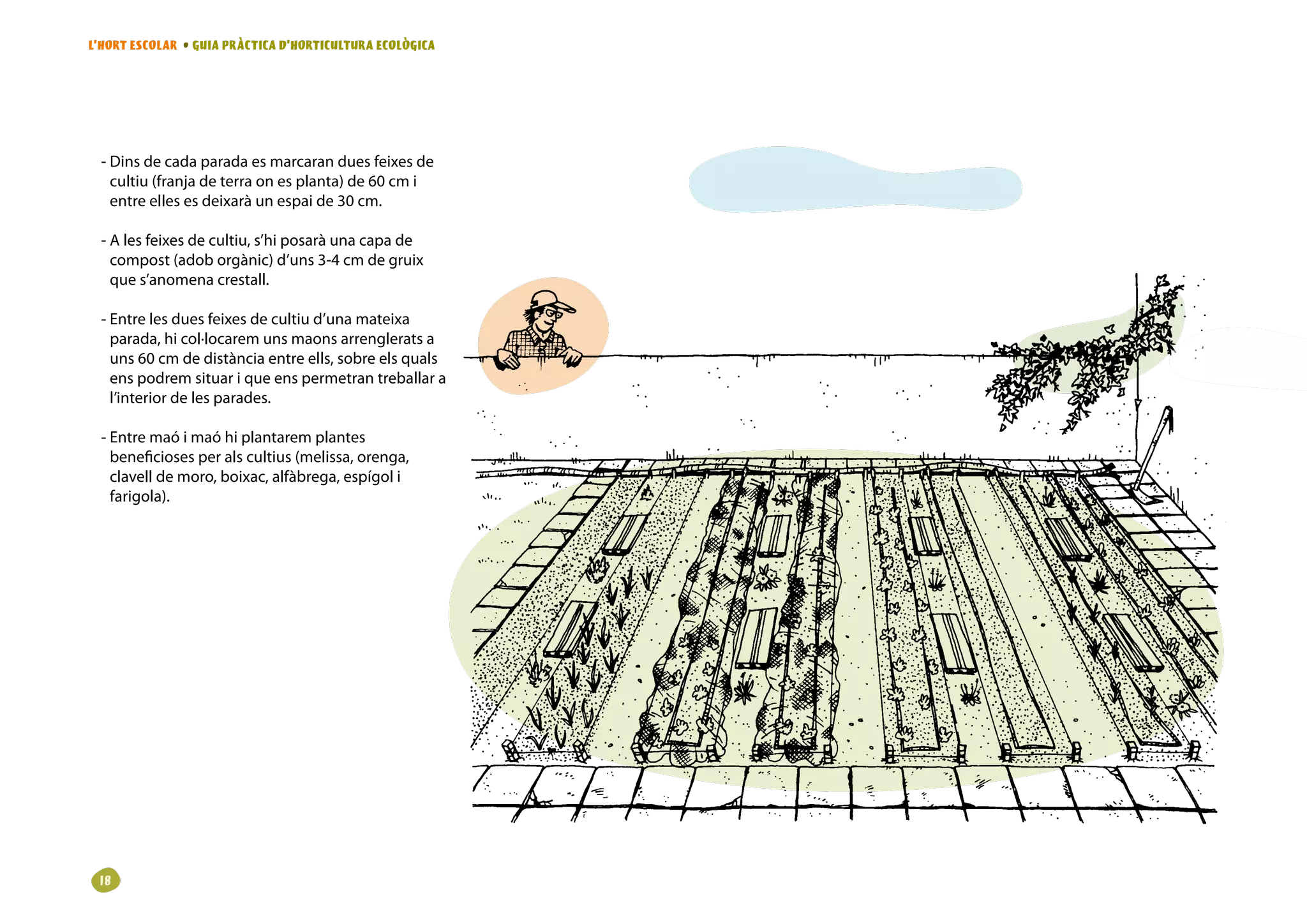 L’HORT ESCOLAR • GUIA PRÀCTICA D’HORTICULTURA ECOLÒGICA




  - Dins de cada parada es marcaran dues feixes de
    cultiu (franja de terra on es planta) de 60 cm i
    entre elles es deixarà un espai de 30 cm.

  - A les feixes de cultiu, s’hi posarà una capa de
    compost (adob orgànic) d’uns 3-4 cm de gruix
    que s’anomena crestall.

  - Entre les dues feixes de cultiu d’una mateixa
    parada, hi col·locarem uns maons arrenglerats a
    uns 60 cm de distància entre ells, sobre els quals
    ens podrem situar i que ens permetran treballar a
    l’interior de les parades.

  - Entre maó i maó hi plantarem plantes
    beneficioses per als cultius (melissa, orenga,
    clavell de moro, boixac, alfàbrega, espígol i
    farigola).




 18
 