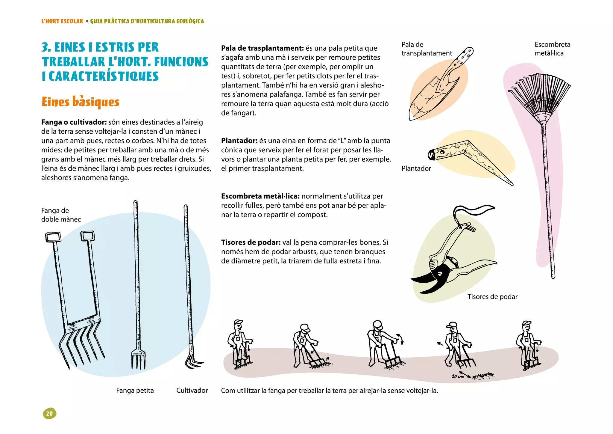 L’HORT ESCOLAR • GUIA PRÀCTICA D’HORTICULTURA ECOLÒGICA



3. EINES I ESTRIS PER                                     Pala de trasplantament: és una pala petita que                   Pala de
                                                                                                                           transplantament
                                                                                                                                                                Escombreta
                                                                                                                                                                metàl·lica
                                                          s’agafa amb una mà i serveix per remoure petites
TREBALLAR L’HORT. FUNCIONS                                quantitats de terra (per exemple, per omplir un
I CARACTERÍSTIQUES                                        test) i, sobretot, per fer petits clots per fer el tras-
                                                          plantament. També n’hi ha en versió gran i alesho-
                                                          res s’anomena palafanga. També es fan servir per
Eines bàsiques                                            remoure la terra quan aquesta està molt dura (acció
                                                          de fangar).
Fanga o cultivador: són eines destinades a l’aireig
de la terra sense voltejar-la i consten d’un mànec i
una part amb pues, rectes o corbes. N’hi ha de totes      Plantador: és una eina en forma de “L” amb la punta
mides: de petites per treballar amb una mà o de més       cònica que serveix per fer el forat per posar les lla-
grans amb el mànec més llarg per treballar drets. Si      vors o plantar una planta petita per fer, per exemple,
l’eina és de mànec llarg i amb pues rectes i gruixudes,   el primer trasplantament.                                        Plantador
aleshores s’anomena fanga.

                                                          Escombreta metàl·lica: normalment s’utilitza per
                                                          recollir fulles, però també ens pot anar bé per apla-
Fanga de
                                                          nar la terra o repartir el compost.
doble mànec


                                                          Tisores de podar: val la pena comprar-les bones. Si
                                                          només hem de podar arbusts, que tenen branques
                                                          de diàmetre petit, la triarem de fulla estreta i fina.



                                                                                                                                             Tisores de podar




                         Fanga petita        Cultivador   Com utilitzar la fanga per treballar la terra per airejar-la sense voltejar-la.


 20
 