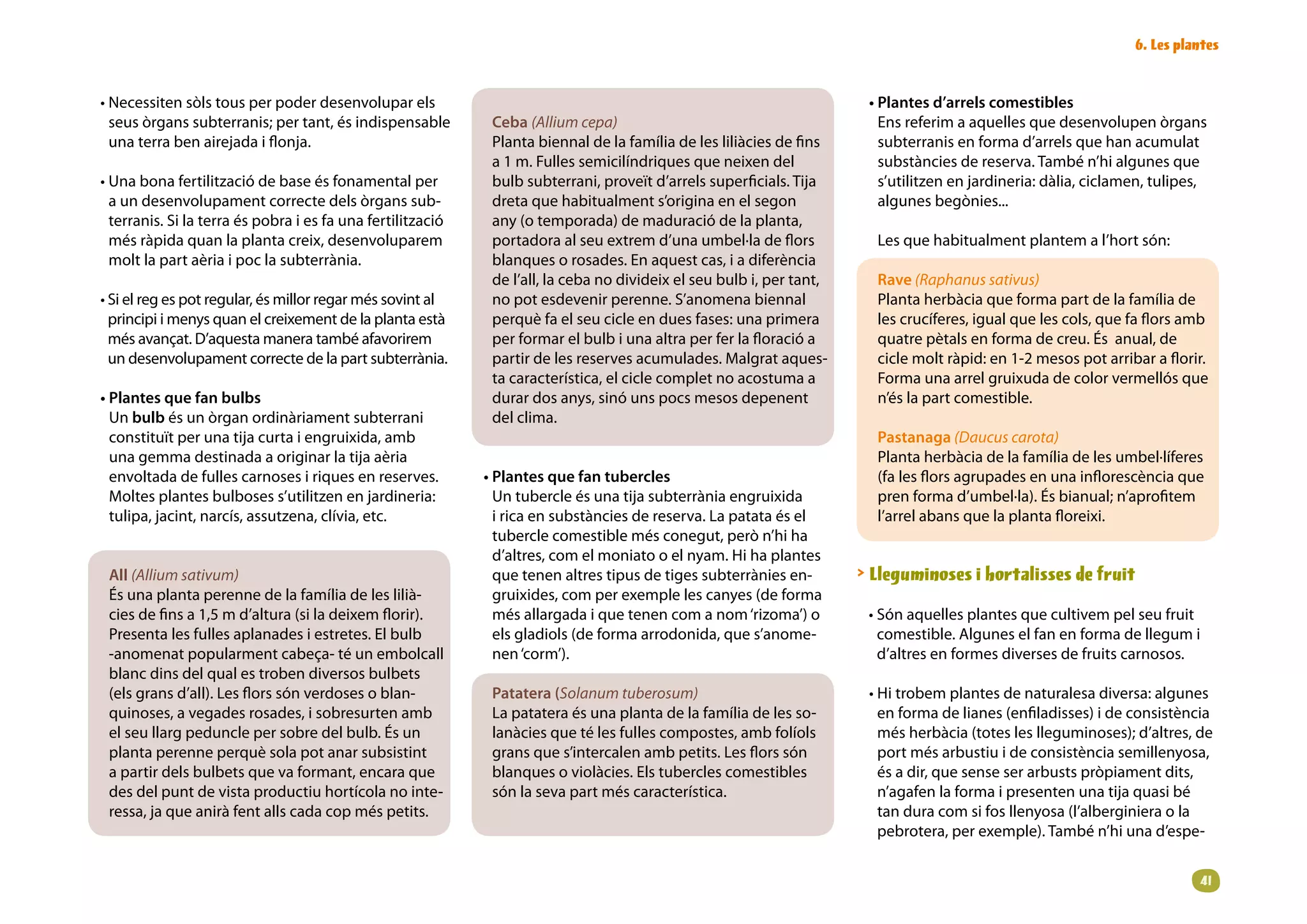 6. Les plantes


• Necessiten sòls tous per poder desenvolupar els                                                                       • Plantes d’arrels comestibles
  seus òrgans subterranis; per tant, és indispensable         Ceba (Allium cepa)                                          Ens referim a aquelles que desenvolupen òrgans
  una terra ben airejada i flonja.                            Planta biennal de la família de les liliàcies de fins       subterranis en forma d’arrels que han acumulat
                                                              a 1 m. Fulles semicilíndriques que neixen del               substàncies de reserva. També n’hi algunes que
• Una bona fertilització de base és fonamental per            bulb subterrani, proveït d’arrels superficials. Tija        s’utilitzen en jardineria: dàlia, ciclamen, tulipes,
  a un desenvolupament correcte dels òrgans sub-              dreta que habitualment s’origina en el segon                algunes begònies...
  terranis. Si la terra és pobra i es fa una fertilització    any (o temporada) de maduració de la planta,
  més ràpida quan la planta creix, desenvoluparem             portadora al seu extrem d’una umbel·la de flors            Les que habitualment plantem a l’hort són:
  molt la part aèria i poc la subterrània.                    blanques o rosades. En aquest cas, i a diferència
                                                              de l’all, la ceba no divideix el seu bulb i, per tant,     Rave (Raphanus sativus)
• Si el reg es pot regular, és millor regar més sovint al     no pot esdevenir perenne. S’anomena biennal                Planta herbàcia que forma part de la família de
  principi i menys quan el creixement de la planta està       perquè fa el seu cicle en dues fases: una primera          les crucíferes, igual que les cols, que fa flors amb
  més avançat. D’aquesta manera també afavorirem              per formar el bulb i una altra per fer la floració a       quatre pètals en forma de creu. És anual, de
  un desenvolupament correcte de la part subterrània.         partir de les reserves acumulades. Malgrat aques-          cicle molt ràpid: en 1-2 mesos pot arribar a florir.
                                                              ta característica, el cicle complet no acostuma a          Forma una arrel gruixuda de color vermellós que
• Plantes que fan bulbs                                       durar dos anys, sinó uns pocs mesos depenent               n’és la part comestible.
  Un bulb és un òrgan ordinàriament subterrani                del clima.
  constituït per una tija curta i engruixida, amb                                                                        Pastanaga (Daucus carota)
  una gemma destinada a originar la tija aèria                                                                           Planta herbàcia de la família de les umbel·líferes
  envoltada de fulles carnoses i riques en reserves.         • Plantes que fan tubercles                                 (fa les flors agrupades en una inflorescència que
  Moltes plantes bulboses s’utilitzen en jardineria:           Un tubercle és una tija subterrània engruixida            pren forma d’umbel·la). És bianual; n’aprofitem
  tulipa, jacint, narcís, assutzena, clívia, etc.              i rica en substàncies de reserva. La patata és el         l’arrel abans que la planta floreixi.
                                                               tubercle comestible més conegut, però n’hi ha
                                                               d’altres, com el moniato o el nyam. Hi ha plantes
 All (Allium sativum)                                          que tenen altres tipus de tiges subterrànies en-         Lleguminoses i hortalisses de fruit
 És una planta perenne de la família de les lilià-             gruixides, com per exemple les canyes (de forma
 cies de fins a 1,5 m d’altura (si la deixem florir).          més allargada i que tenen com a nom ‘rizoma’) o          • Són aquelles plantes que cultivem pel seu fruit
 Presenta les fulles aplanades i estretes. El bulb             els gladiols (de forma arrodonida, que s’anome-            comestible. Algunes el fan en forma de llegum i
 -anomenat popularment cabeça- té un embolcall                 nen ‘corm’).                                               d’altres en formes diverses de fruits carnosos.
 blanc dins del qual es troben diversos bulbets
 (els grans d’all). Les flors són verdoses o blan-            Patatera (Solanum tuberosum)                              • Hi trobem plantes de naturalesa diversa: algunes
 quinoses, a vegades rosades, i sobresurten amb               La patatera és una planta de la família de les so-          en forma de lianes (enfiladisses) i de consistència
 el seu llarg peduncle per sobre del bulb. És un              lanàcies que té les fulles compostes, amb folíols           més herbàcia (totes les lleguminoses); d’altres, de
 planta perenne perquè sola pot anar subsistint               grans que s’intercalen amb petits. Les flors són            port més arbustiu i de consistència semillenyosa,
 a partir dels bulbets que va formant, encara que             blanques o violàcies. Els tubercles comestibles             és a dir, que sense ser arbusts pròpiament dits,
 des del punt de vista productiu hortícola no inte-           són la seva part més característica.                        n’agafen la forma i presenten una tija quasi bé
 ressa, ja que anirà fent alls cada cop més petits.                                                                       tan dura com si fos llenyosa (l’alberginiera o la
                                                                                                                          pebrotera, per exemple). També n’hi una d’espe-


                                                                                                                                                                             1
 