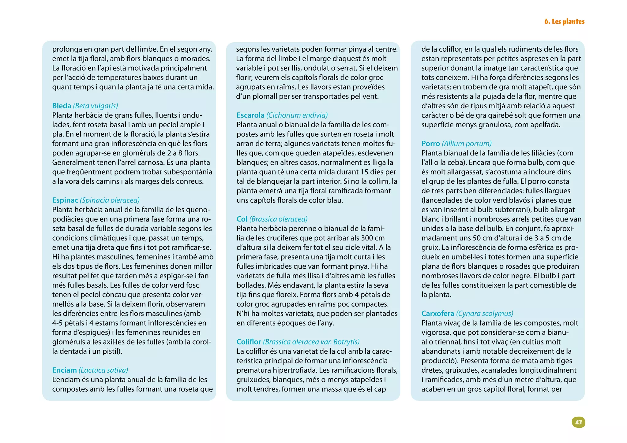6. Les plantes


prolonga en gran part del limbe. En el segon any,       segons les varietats poden formar pinya al centre.        de la coliflor, en la qual els rudiments de les flors
emet la tija floral, amb flors blanques o morades.      La forma del limbe i el marge d’aquest és molt            estan representats per petites aspreses en la part
La floració en l’api està motivada principalment        variable i pot ser llis, ondulat o serrat. Si el deixem   superior donant la imatge tan característica que
per l’acció de temperatures baixes durant un            florir, veurem els capítols florals de color groc         tots coneixem. Hi ha força diferències segons les
quant temps i quan la planta ja té una certa mida.      agrupats en raïms. Les llavors estan proveïdes            varietats: en trobem de gra molt atapeït, que són
                                                        d’un plomall per ser transportades pel vent.              més resistents a la pujada de la flor, mentre que
Bleda (Beta vulgaris)                                                                                             d’altres són de tipus mitjà amb relació a aquest
Planta herbàcia de grans fulles, lluents i ondu-        Escarola (Cichorium endivia)                              caràcter o bé de gra gairebé solt que formen una
lades, fent roseta basal i amb un pecíol ample i        Planta anual o bianual de la família de les com-          superfície menys granulosa, com apelfada.
pla. En el moment de la floració, la planta s’estira    postes amb les fulles que surten en roseta i molt
formant una gran inflorescència en què les flors        arran de terra; algunes varietats tenen moltes fu-        Porro (Allium porrum)
poden agrupar-se en glomèruls de 2 a 8 flors.           lles que, com que queden atapeïdes, esdevenen             Planta bianual de la família de les liliàcies (com
Generalment tenen l’arrel carnosa. És una planta        blanques; en altres casos, normalment es lliga la         l’all o la ceba). Encara que forma bulb, com que
que freqüentment podrem trobar subespontània            planta quan té una certa mida durant 15 dies per          és molt allargassat, s’acostuma a incloure dins
a la vora dels camins i als marges dels conreus.        tal de blanquejar la part interior. Si no la collim, la   el grup de les plantes de fulla. El porro consta
                                                        planta emetrà una tija floral ramificada formant          de tres parts ben diferenciades: fulles llargues
Espinac (Spinacia oleracea)                             uns capítols florals de color blau.                       (lanceolades de color verd blavós i planes que
Planta herbàcia anual de la família de les queno-                                                                 es van inserint al bulb subterrani), bulb allargat
podiàcies que en una primera fase forma una ro-         Col (Brassica oleracea)                                   blanc i brillant i nombroses arrels petites que van
seta basal de fulles de durada variable segons les      Planta herbàcia perenne o bianual de la famí-             unides a la base del bulb. En conjunt, fa aproxi-
condicions climàtiques i que, passat un temps,          lia de les crucíferes que pot arribar als 300 cm          madament uns 50 cm d’altura i de 3 a 5 cm de
emet una tija dreta que fins i tot pot ramificar-se.    d’altura si la deixem fer tot el seu cicle vital. A la    gruix. La inflorescència de forma esfèrica es pro-
Hi ha plantes masculines, femenines i també amb         primera fase, presenta una tija molt curta i les          dueix en umbel·les i totes formen una superfície
els dos tipus de flors. Les femenines donen millor      fulles imbricades que van formant pinya. Hi ha            plana de flors blanques o rosades que produiran
resultat pel fet que tarden més a espigar-se i fan      varietats de fulla més llisa i d’altres amb les fulles    nombroses llavors de color negre. El bulb i part
més fulles basals. Les fulles de color verd fosc        bollades. Més endavant, la planta estira la seva          de les fulles constitueixen la part comestible de
tenen el pecíol còncau que presenta color ver-          tija fins que floreix. Forma flors amb 4 pètals de        la planta.
mellós a la base. Si la deixem florir, observarem       color groc agrupades en raïms poc compactes.
les diferències entre les flors masculines (amb         N’hi ha moltes varietats, que poden ser plantades         Carxofera (Cynara scolymus)
4-5 pètals i 4 estams formant inflorescències en        en diferents èpoques de l’any.                            Planta vivaç de la família de les compostes, molt
forma d’espigues) i les femenines reunides en                                                                     vigorosa, que pot considerar-se com a bianu-
glomèruls a les axil·les de les fulles (amb la corol-   Coliflor (Brassica oleracea var. Botrytis)                al o triennal, fins i tot vivaç (en cultius molt
la dentada i un pistil).                                La coliflor és una varietat de la col amb la carac-       abandonats i amb notable decreixement de la
                                                        terística principal de formar una inflorescència          producció). Presenta forma de mata amb tiges
Enciam (Lactuca sativa)                                 prematura hipertrofiada. Les ramificacions florals,       dretes, gruixudes, acanalades longitudinalment
L’enciam és una planta anual de la família de les       gruixudes, blanques, més o menys atapeïdes i              i ramificades, amb més d’un metre d’altura, que
compostes amb les fulles formant una roseta que         molt tendres, formen una massa que és el cap              acaben en un gros capítol floral, format per



                                                                                                                                                                     3
 