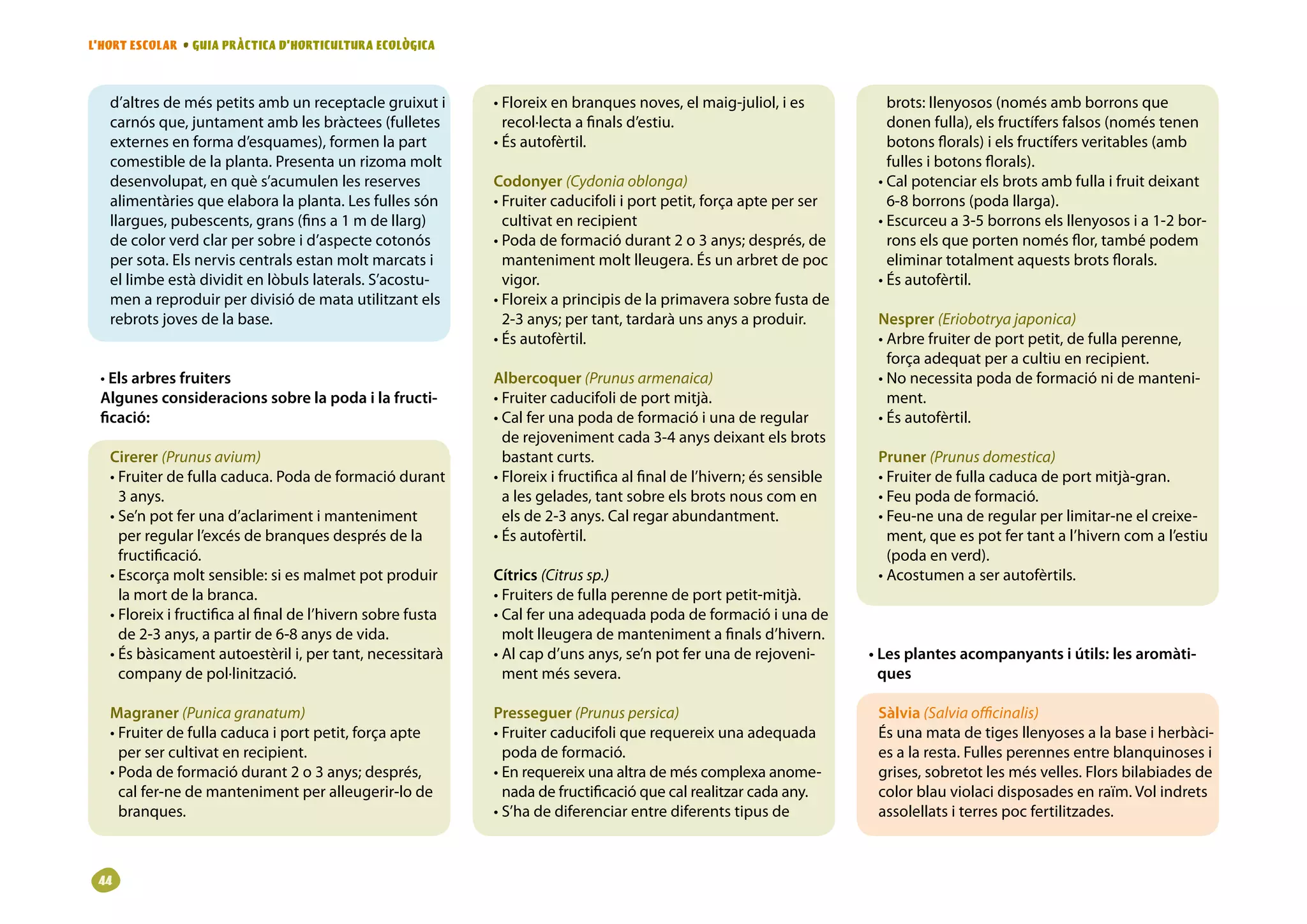 L’HORT ESCOLAR • GUIA PRÀCTICA D’HORTICULTURA ECOLÒGICA



   d’altres de més petits amb un receptacle gruixut i        • Floreix en branques noves, el maig-juliol, i es             brots: llenyosos (només amb borrons que
   carnós que, juntament amb les bràctees (fulletes            recol·lecta a finals d’estiu.                               donen fulla), els fructífers falsos (només tenen
   externes en forma d’esquames), formen la part             • És autofèrtil.                                              botons florals) i els fructífers veritables (amb
   comestible de la planta. Presenta un rizoma molt                                                                        fulles i botons florals).
   desenvolupat, en què s’acumulen les reserves              Codonyer (Cydonia oblonga)                                  • Cal potenciar els brots amb fulla i fruit deixant
   alimentàries que elabora la planta. Les fulles són        • Fruiter caducifoli i port petit, força apte per ser         6-8 borrons (poda llarga).
   llargues, pubescents, grans (fins a 1 m de llarg)           cultivat en recipient                                     • Escurceu a 3-5 borrons els llenyosos i a 1-2 bor-
   de color verd clar per sobre i d’aspecte cotonós          • Poda de formació durant 2 o 3 anys; després, de             rons els que porten només flor, també podem
   per sota. Els nervis centrals estan molt marcats i          manteniment molt lleugera. És un arbret de poc              eliminar totalment aquests brots florals.
   el limbe està dividit en lòbuls laterals. S’acostu-         vigor.                                                    • És autofèrtil.
   men a reproduir per divisió de mata utilitzant els        • Floreix a principis de la primavera sobre fusta de
   rebrots joves de la base.                                   2-3 anys; per tant, tardarà uns anys a produir.           Nesprer (Eriobotrya japonica)
                                                             • És autofèrtil.                                            • Arbre fruiter de port petit, de fulla perenne,
                                                                                                                           força adequat per a cultiu en recipient.
 • Els arbres fruiters                                       Albercoquer (Prunus armenaica)                              • No necessita poda de formació ni de manteni-
 Algunes consideracions sobre la poda i la fructi-           • Fruiter caducifoli de port mitjà.                           ment.
 ficació:                                                    • Cal fer una poda de formació i una de regular             • És autofèrtil.
                                                               de rejoveniment cada 3-4 anys deixant els brots
   Cirerer (Prunus avium)                                      bastant curts.                                            Pruner (Prunus domestica)
   • Fruiter de fulla caduca. Poda de formació durant        • Floreix i fructifica al final de l’hivern; és sensible    • Fruiter de fulla caduca de port mitjà-gran.
     3 anys.                                                   a les gelades, tant sobre els brots nous com en           • Feu poda de formació.
   • Se’n pot fer una d’aclariment i manteniment               els de 2-3 anys. Cal regar abundantment.                  • Feu-ne una de regular per limitar-ne el creixe-
     per regular l’excés de branques després de la           • És autofèrtil.                                              ment, que es pot fer tant a l’hivern com a l’estiu
     fructificació.                                                                                                        (poda en verd).
   • Escorça molt sensible: si es malmet pot produir         Cítrics (Citrus sp.)                                        • Acostumen a ser autofèrtils.
     la mort de la branca.                                   • Fruiters de fulla perenne de port petit-mitjà.
   • Floreix i fructifica al final de l’hivern sobre fusta   • Cal fer una adequada poda de formació i una de
     de 2-3 anys, a partir de 6-8 anys de vida.                molt lleugera de manteniment a finals d’hivern.
   • És bàsicament autoestèril i, per tant, necessitarà      • Al cap d’uns anys, se’n pot fer una de rejoveni-         • Les plantes acompanyants i útils: les aromàti-
     company de pol·linització.                                ment més severa.                                           ques

   Magraner (Punica granatum)                                Presseguer (Prunus persica)                                 Sàlvia (Salvia officinalis)
   • Fruiter de fulla caduca i port petit, força apte        • Fruiter caducifoli que requereix una adequada             És una mata de tiges llenyoses a la base i herbàci-
     per ser cultivat en recipient.                            poda de formació.                                         es a la resta. Fulles perennes entre blanquinoses i
   • Poda de formació durant 2 o 3 anys; després,            • En requereix una altra de més complexa anome-             grises, sobretot les més velles. Flors bilabiades de
     cal fer-ne de manteniment per alleugerir-lo de            nada de fructificació que cal realitzar cada any.         color blau violaci disposades en raïm. Vol indrets
     branques.                                               • S’ha de diferenciar entre diferents tipus de              assolellats i terres poc fertilitzades.



 
 