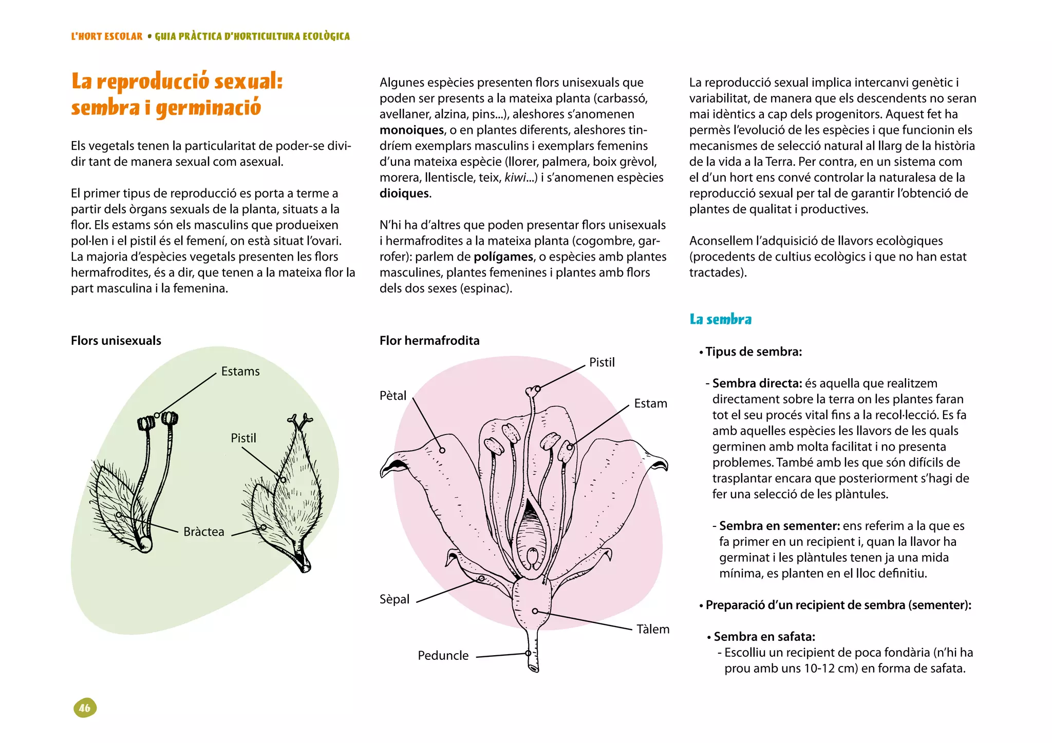L’HORT ESCOLAR • GUIA PRÀCTICA D’HORTICULTURA ECOLÒGICA



La reproducció sexual:                                      Algunes espècies presenten flors unisexuals que            La reproducció sexual implica intercanvi genètic i
                                                            poden ser presents a la mateixa planta (carbassó,          variabilitat, de manera que els descendents no seran
sembra i germinació                                         avellaner, alzina, pins...), aleshores s’anomenen          mai idèntics a cap dels progenitors. Aquest fet ha
                                                            monoiques, o en plantes diferents, aleshores tin-          permès l’evolució de les espècies i que funcionin els
Els vegetals tenen la particularitat de poder-se divi-      dríem exemplars masculins i exemplars femenins             mecanismes de selecció natural al llarg de la història
dir tant de manera sexual com asexual.                      d’una mateixa espècie (llorer, palmera, boix grèvol,       de la vida a la Terra. Per contra, en un sistema com
                                                            morera, llentiscle, teix, kiwi...) i s’anomenen espècies   el d’un hort ens convé controlar la naturalesa de la
El primer tipus de reproducció es porta a terme a           dioiques.                                                  reproducció sexual per tal de garantir l’obtenció de
partir dels òrgans sexuals de la planta, situats a la                                                                  plantes de qualitat i productives.
flor. Els estams són els masculins que produeixen           N’hi ha d’altres que poden presentar flors unisexuals
pol·len i el pistil és el femení, on està situat l’ovari.   i hermafrodites a la mateixa planta (cogombre, gar-        Aconsellem l’adquisició de llavors ecològiques
La majoria d’espècies vegetals presenten les flors          rofer): parlem de polígames, o espècies amb plantes        (procedents de cultius ecològics i que no han estat
hermafrodites, és a dir, que tenen a la mateixa flor la     masculines, plantes femenines i plantes amb flors          tractades).
part masculina i la femenina.                               dels dos sexes (espinac).

                                                                                                                       La sembra
Flors unisexuals                                            Flor hermafrodita
                                                                                                                        • Tipus de sembra:
                                                                                                     Pistil
                              Estams
                                                                                                                          - Sembra directa: és aquella que realitzem
                                                            Pètal                                                           directament sobre la terra on les plantes faran
                                                                                                              Estam
                                                                                                                            tot el seu procés vital fins a la recol·lecció. Es fa
                                                                                                                            amb aquelles espècies les llavors de les quals
                                Pistil
                                                                                                                            germinen amb molta facilitat i no presenta
                                                                                                                            problemes. També amb les que són difícils de
                                                                                                                            trasplantar encara que posteriorment s’hagi de
                                                                                                                            fer una selecció de les plàntules.

                      Bràctea                                                                                              - Sembra en sementer: ens referim a la que es
                                                                                                                             fa primer en un recipient i, quan la llavor ha
                                                                                                                             germinat i les plàntules tenen ja una mida
                                                                                                                             mínima, es planten en el lloc definitiu.
                                                            Sèpal                                                       • Preparació d’un recipient de sembra (sementer):
                                                                                                              Tàlem
                                                                                                                          • Sembra en safata:
                                                                    Peduncle                                                 - Escolliu un recipient de poca fondària (n’hi ha
                                                                                                                               prou amb uns 10-12 cm) en forma de safata.


 6
 